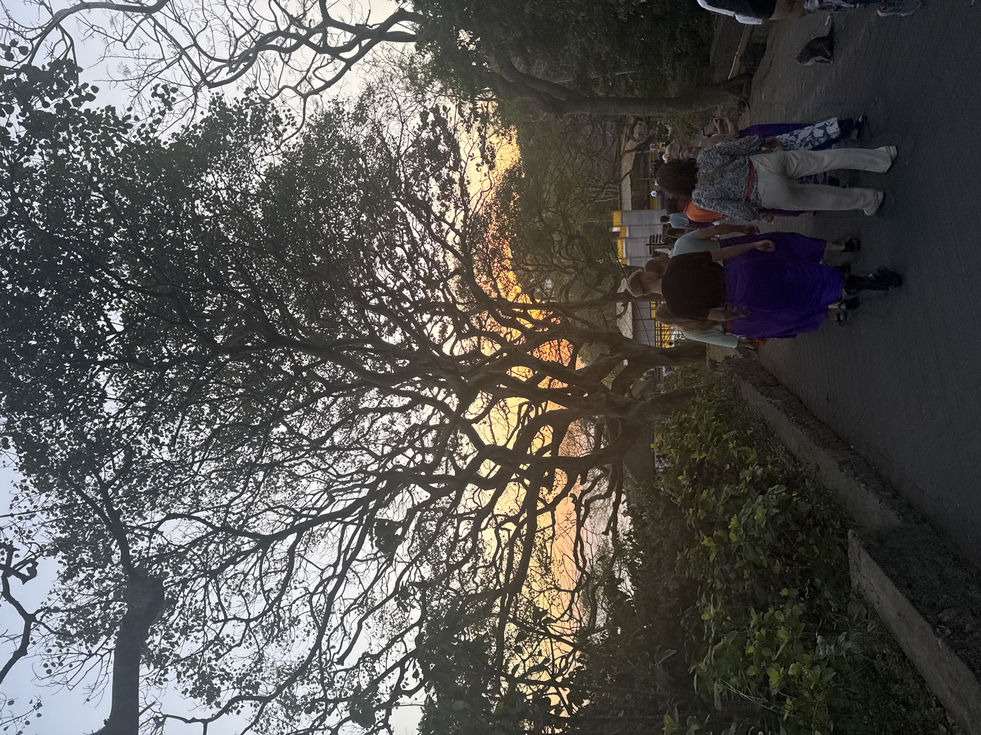 A group of people walk along a paved path in front of a dense canopy of trees. The sky above is clear and light blue, with the warm hues of a sunset visible through the branches. The trees are dark and silhouetted against the sky, with intricate branches reaching in all directions. The path is lined with lush green foliage on the left and more trees on the right. In the background, there are hints of buildings and more trees, suggesting an outdoor urban or semi-urban environment. Several monkeys are visible in the scene, with one sitting on the path to the right and another on the edge of the foliage to the left. The overall atmosphere is one of natural beauty mixed with human activity, possibly a park or a tourist destination.