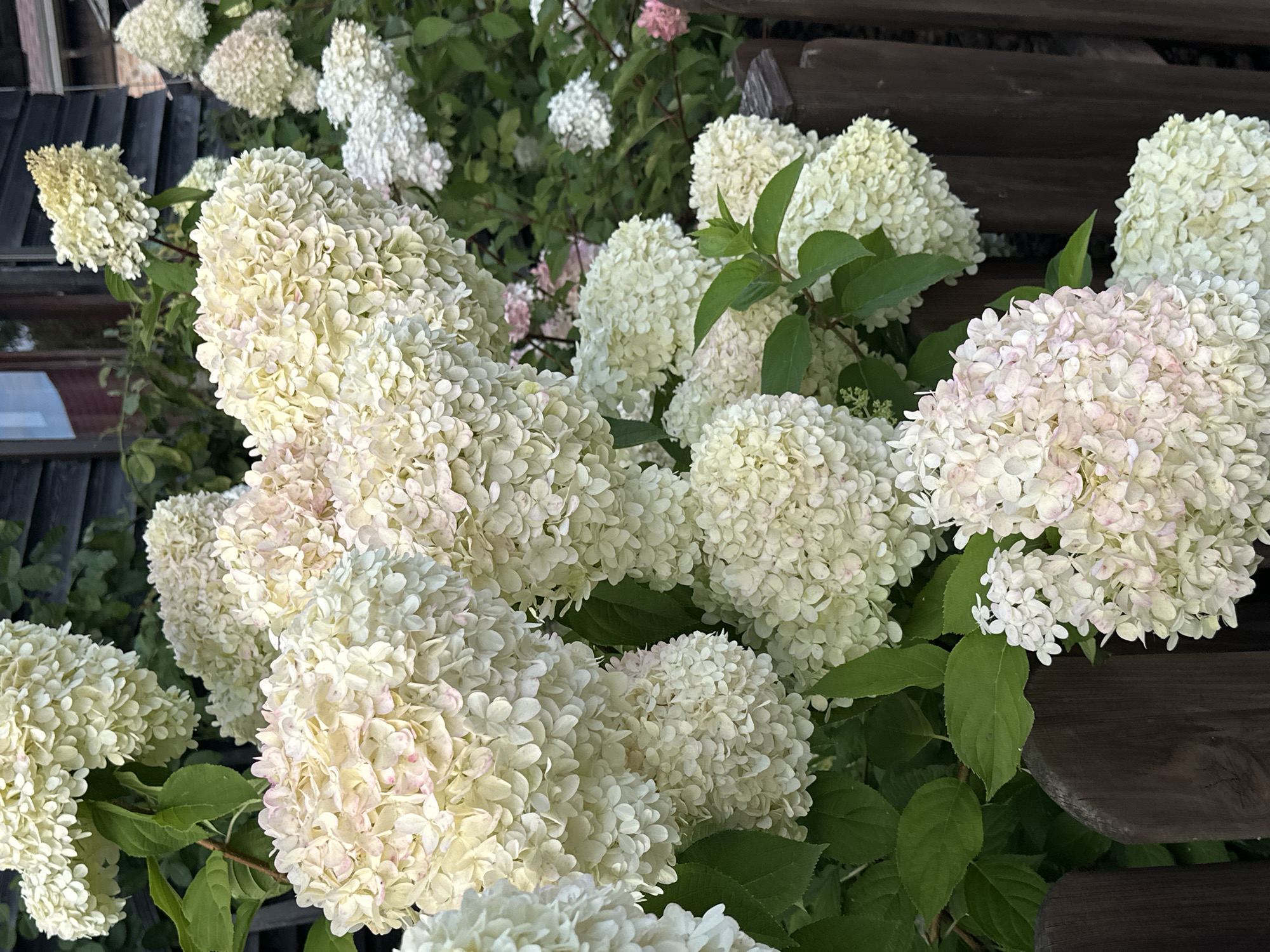 A close-up, slightly low-angle shot captures a dense cluster of pale white hydrangeas with hints of pale pink, some tinged with a subtle yellow. The flowers are arranged in large, cone-shaped clusters, with individual florets clearly visible. Lush green leaves peek through the blossoms, adding depth to the floral display. The hydrangeas are situated in front of a dark wooden fence, with the texture of the weathered wood evident. In the background, a dark wooden building with a window is visible, suggesting an outdoor setting, possibly a garden or yard within a rural or suburban area. The overall impression is one of natural beauty and abundant bloom, suggesting a late summer or early autumn setting. The location is in the Нарацкі сельскі Савет, Belarus.