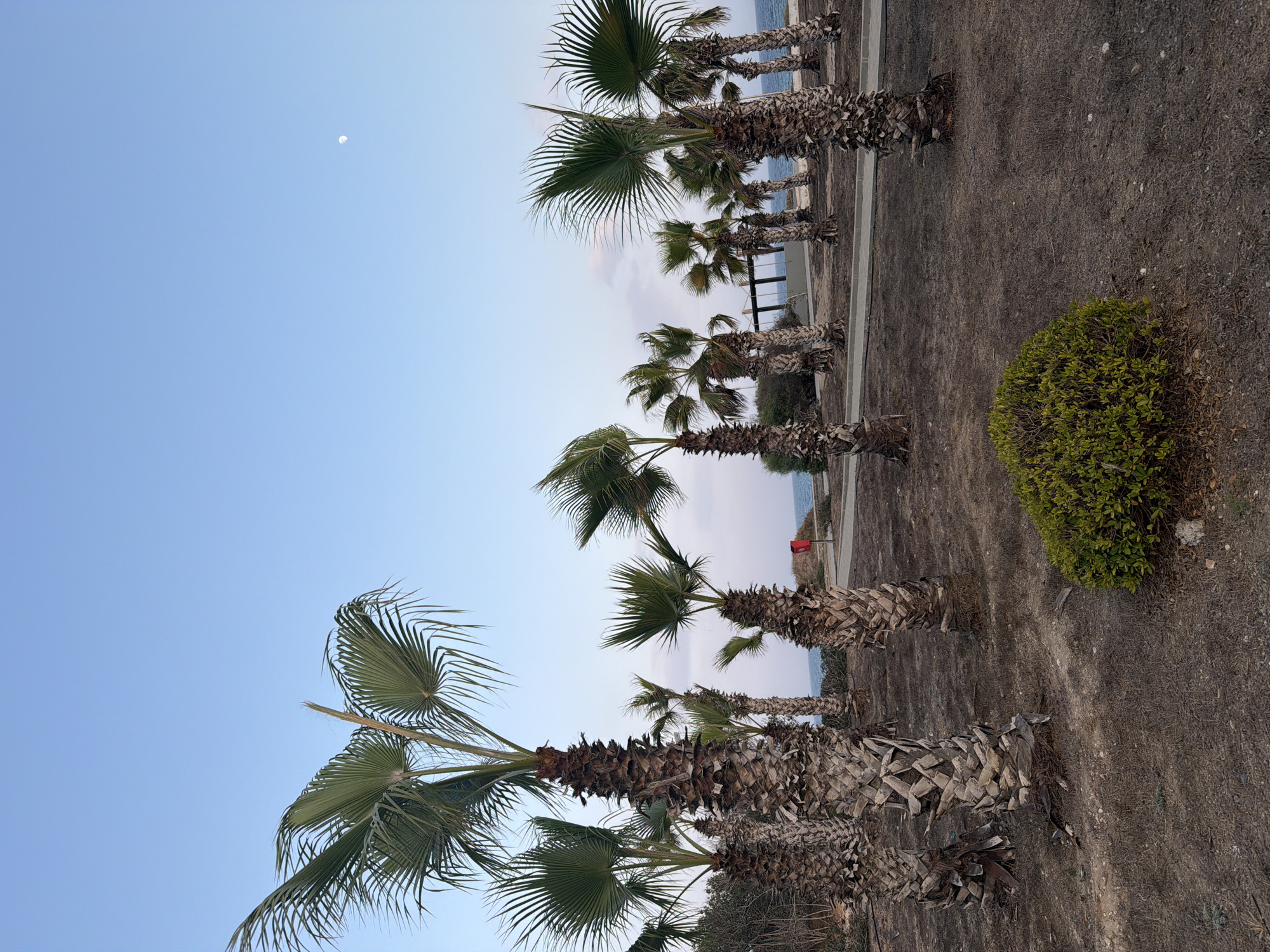 The image depicts an outdoor scene featuring a cluster of palm trees, some of which are quite tall and have rugged, fibrous trunks. The ground beneath the trees is dry and covered with sparse brown vegetation and some scattered debris. A small, dense green shrub is visible in the foreground. In the background, a pathway curves to the right, and beyond that, a body of water, likely the sea, is visible. The sky above is clear and a pale blue, with a small, faint crescent moon visible in the upper right quadrant. The overall impression is a somewhat arid, coastal environment. The location is identified as Pervolia, Cyprus. There are no people or animals visible in the image.