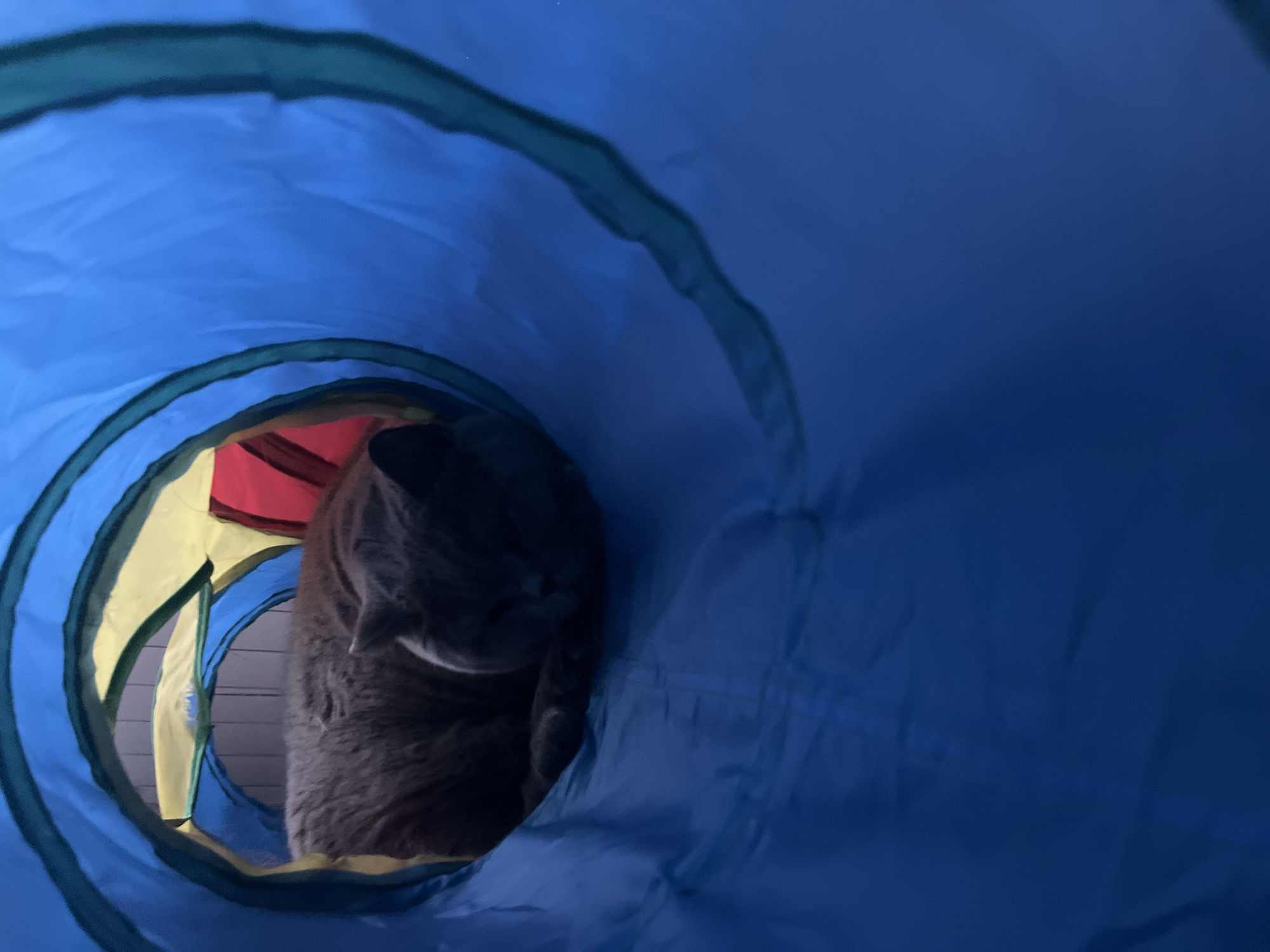 A gray cat is partially visible inside a blue, yellow, and red tunnel. The tunnel appears to be a pet toy. The background visible through the far end of the tunnel shows a white wall with vertical lines. There is no indication in the image of the location being Plovdiv, Bulgaria.