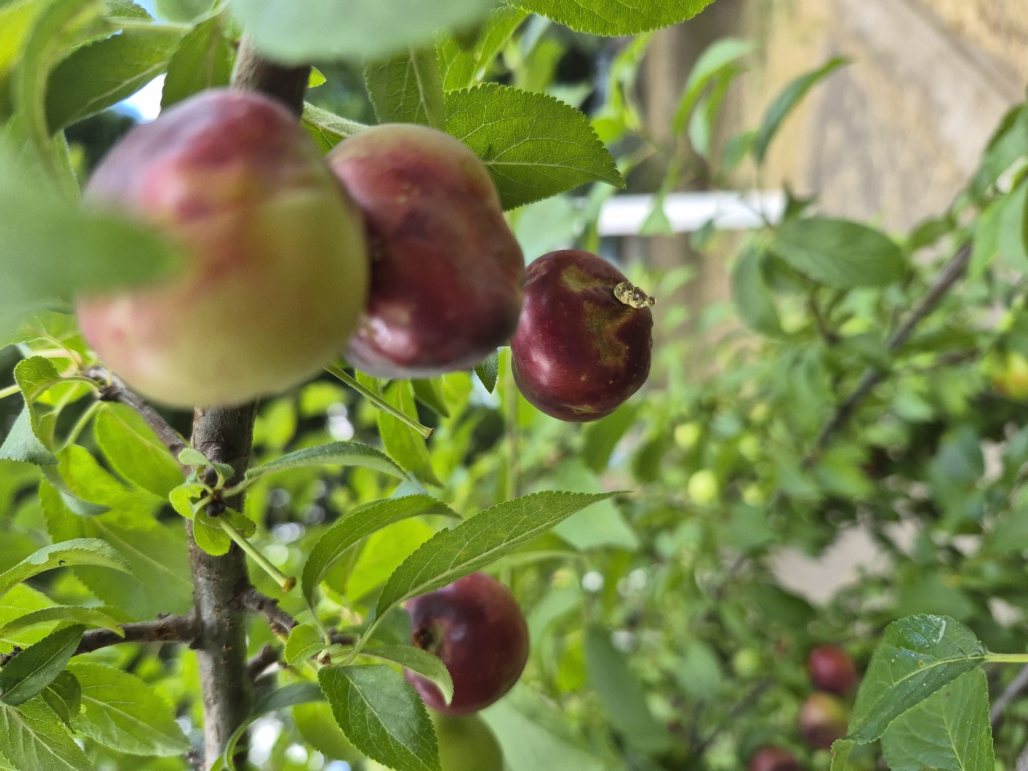 A close-up, low-angle outdoor shot captures a cluster of dark red plums on a tree branch, partially obscured by green leaves. The plums are round and have a smooth texture, with some showing hints of green and yellow. The background is blurred, showing more foliage and a hint of a white pole. The lighting is natural and appears to be daylight. The image focuses on the details of the fruit and leaves, creating a sense of depth and natural beauty.