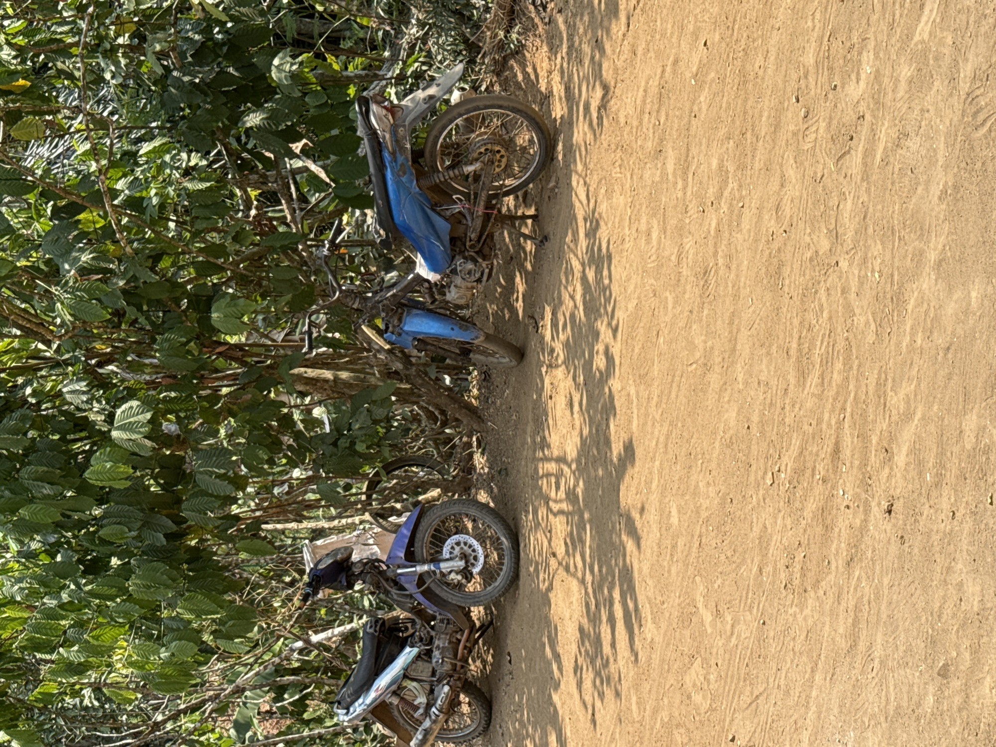 Two motorcycles are parked on a dirt road next to a dense green foliage of trees. The motorcycle on the left is silver and blue, while the motorcycle on the right is blue. Both motorcycles appear to be older models and are parked under the shade of the trees. The ground is covered in sand and dirt, with tire tracks visible. The foliage is lush and green, suggesting a tropical environment. The scene is well-lit by sunlight, casting shadows on the ground. This image was captured in the city of Slahung, Indonesia.