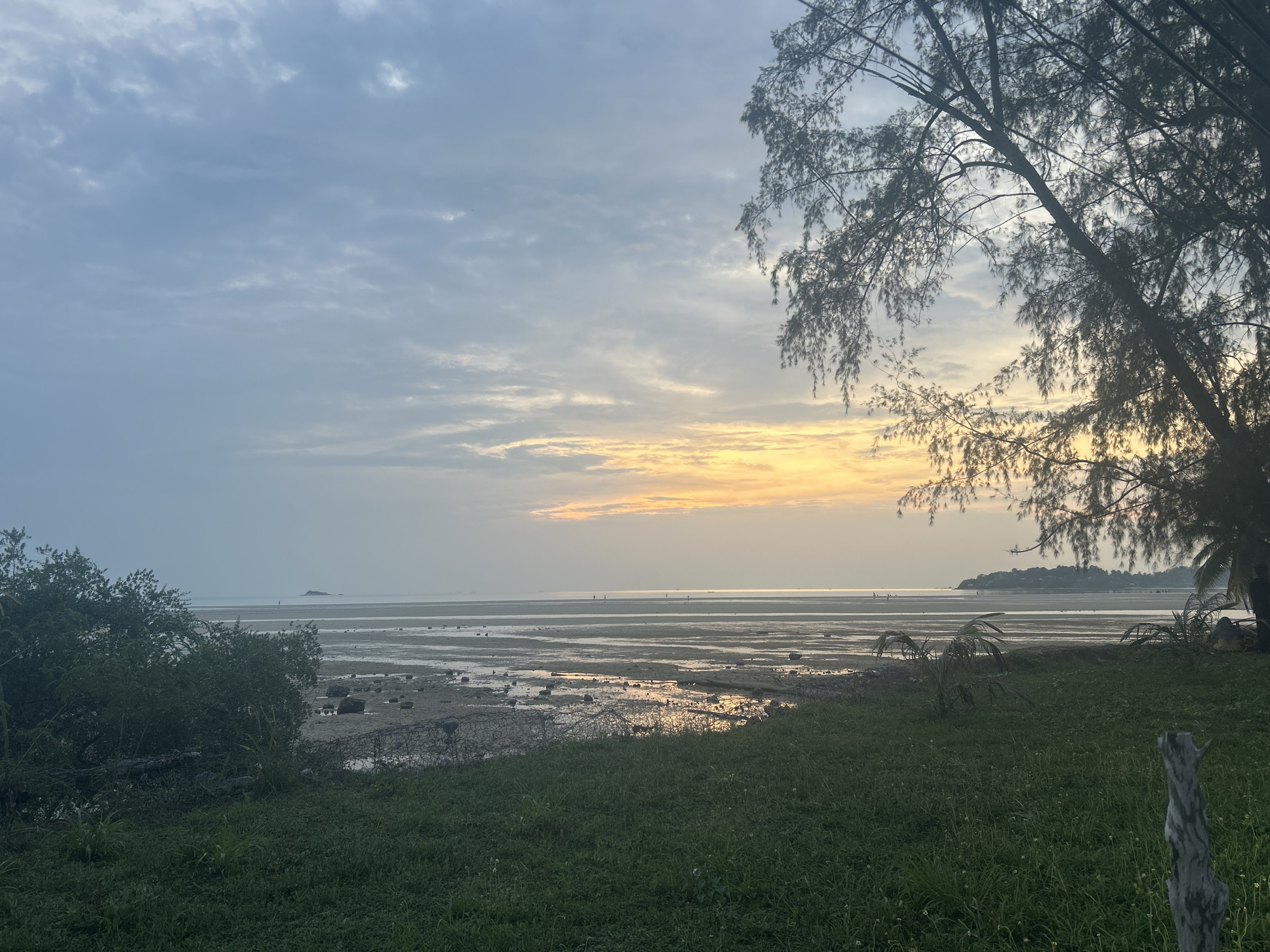 The image depicts a coastal scene at low tide in ตำบลเกาะพะงัน, Thailand. The sky is overcast with a mix of gray and yellow hues, indicating either sunrise or sunset. The tidal flat is exposed, revealing a sandy and muddy surface dotted with rocks and small pools of water reflecting the sky. In the distance, several figures are visible walking on the flat. Vegetation, including trees and bushes, frames the foreground, with a section of green grass in the lower part of the image. A tree with sparse foliage is present on the right side, partially obscuring the light.