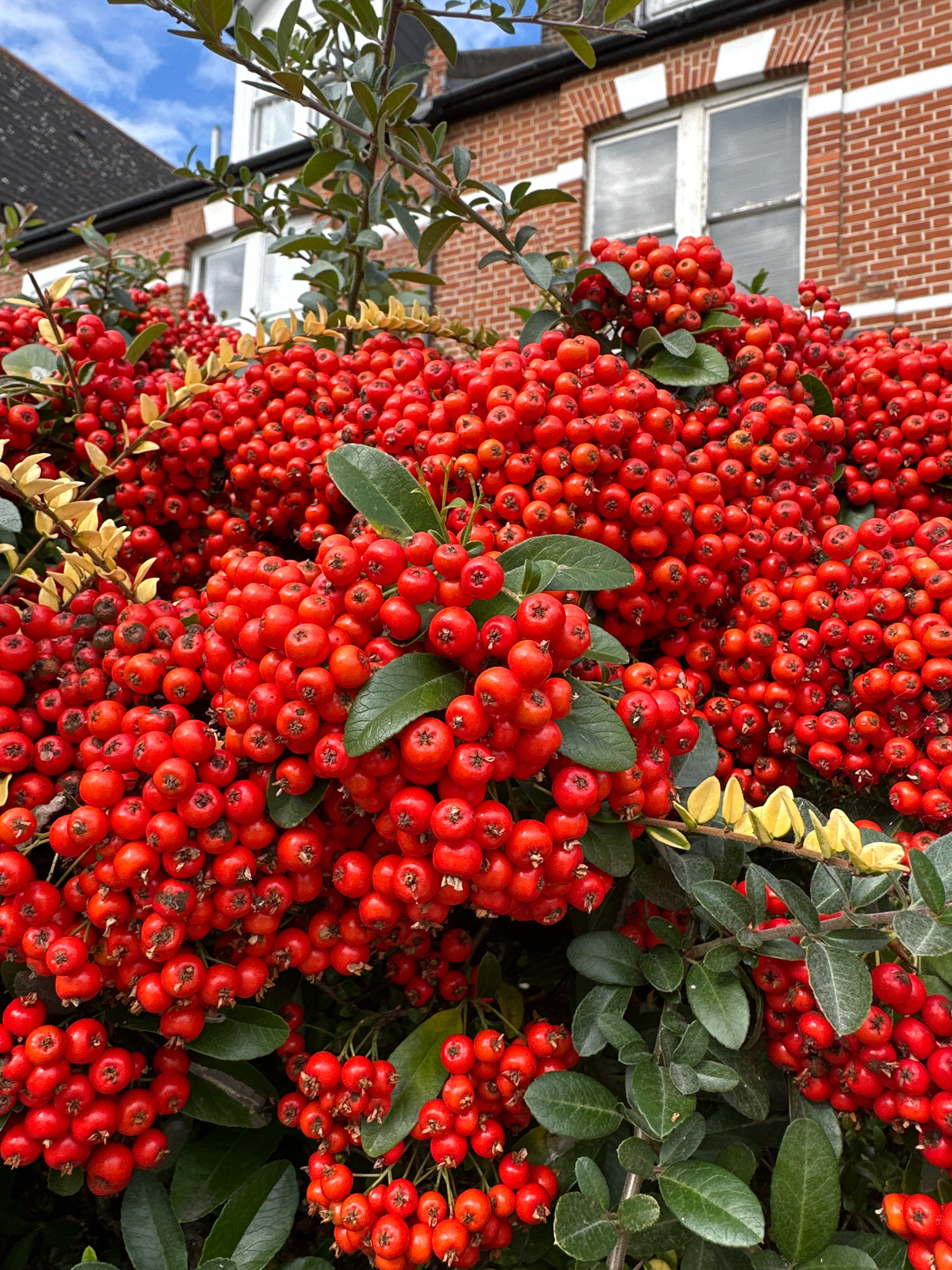 An outdoor medium shot focuses on a dense cluster of bright red berries and dark green leaves from a Pyracantha plant, also known as firethorn. The berries are round and numerous, clustered together in bunches. Some of the leaves are dark green and oval-shaped, while others are a lighter, yellowish-green. In the background, the facade of a brick building is visible. The building is constructed from red bricks with white-painted window frames. Above the building, a portion of a blue sky with scattered white clouds can be seen. The scene is located in London, United Kingdom.