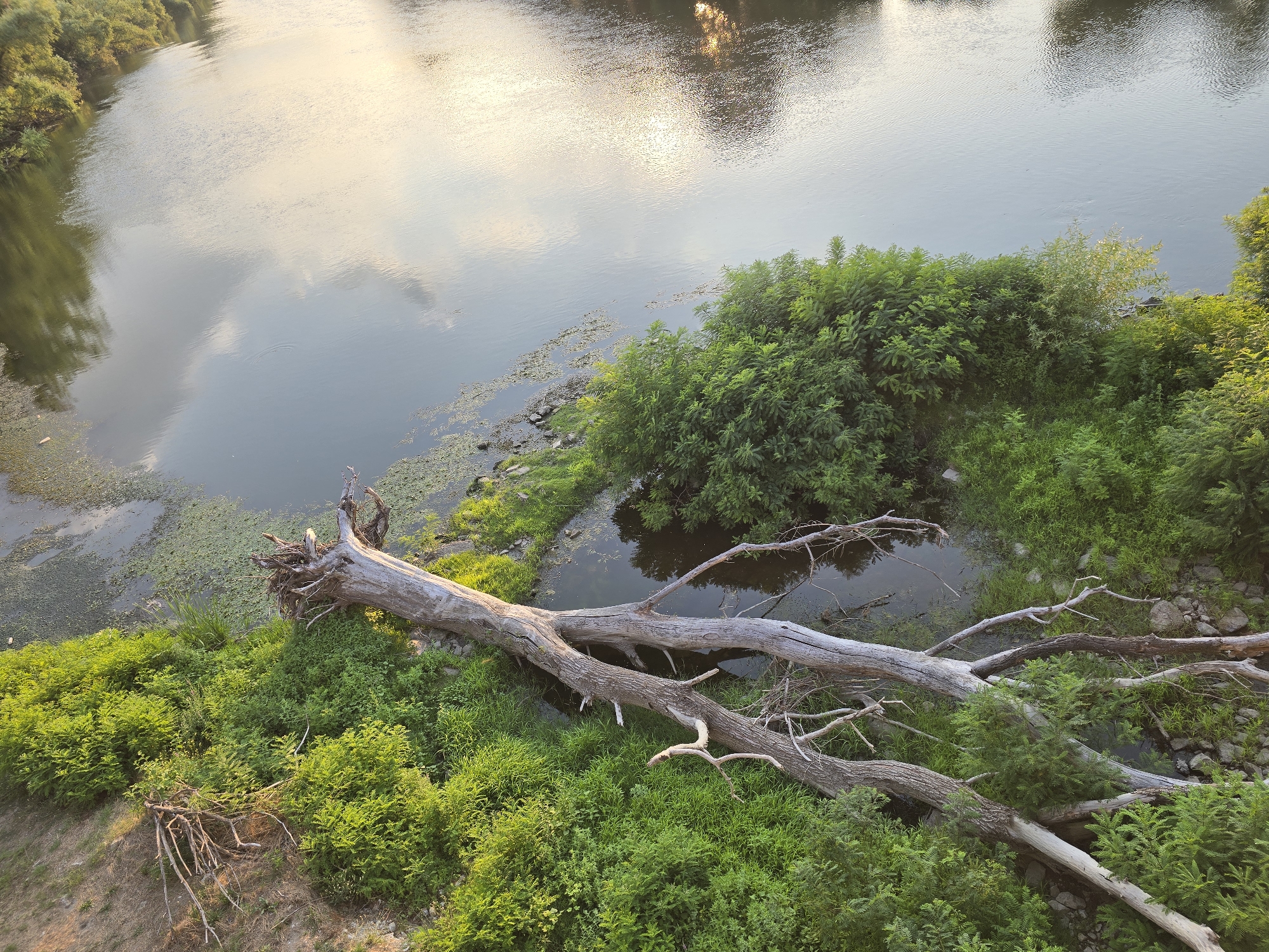 The image, taken from an elevated perspective in an unspecified location, depicts a tranquil natural scene. A wide, calm river dominates the upper portion of the frame, its surface reflecting the soft glow of the sky and surrounding trees. The water is a deep, muted blue, with streaks of light breaking through the gentle ripples. Along the riverbank, a dense growth of lush green vegetation thrives, punctuated by a large, weathered fallen tree trunk. The trunk, gray and gnarled with exposed roots, lies across the grassy bank, its branches reaching out like skeletal fingers. Smaller, dried branches and debris are scattered around it, adding to the wild, untamed feel of the environment. The lower part of the image is filled with the vibrant green of trees and bushes, creating a rich tapestry of foliage. The overall impression is one of natural beauty and peaceful solitude.