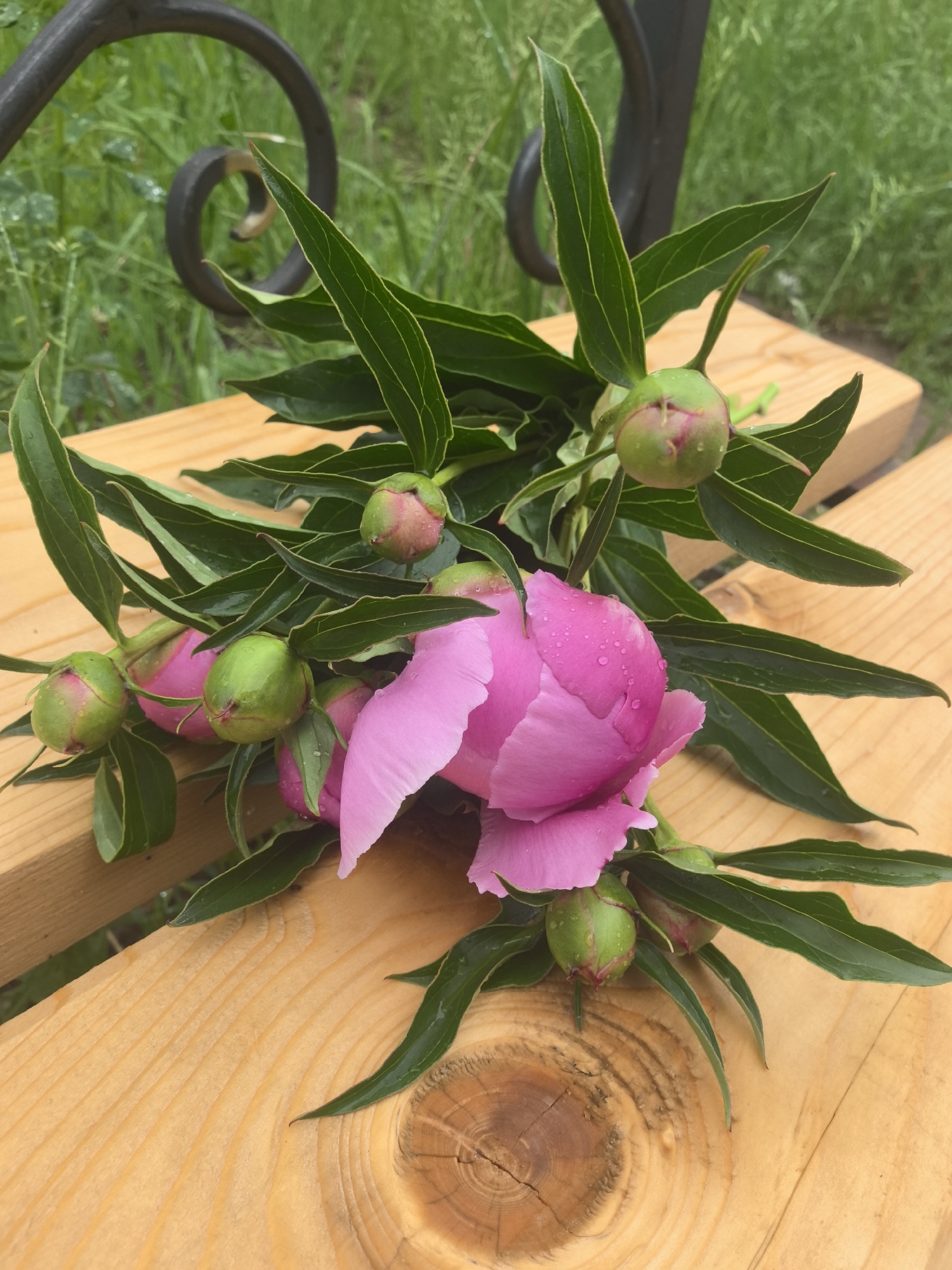 A close-up, vertical shot captures a cluster of pink peonies arranged on a light brown wooden surface. The central feature is a partially opened pink peony bloom, its delicate petals adorned with numerous water droplets, suggesting recent rain or morning dew. Surrounding this flower are multiple tightly closed peony buds, predominantly green with visible hints of pink, also covered in water droplets. Dark green leaves with prominent veins stem from the flowers and buds, spreading across the wooden planks. The wooden surface displays natural grain patterns and a visible knot, suggesting an outdoor piece of furniture like a bench or table. In the softly blurred background, lush green grass is visible, providing a natural outdoor setting. A dark, scrolled metal element, possibly part of a fence or garden decor, is partially visible in the upper left background. The image conveys a serene and fresh atmosphere, characteristic of a daytime garden scene, possibly in Chaikovsky, Russia. There is no visible text within the image.