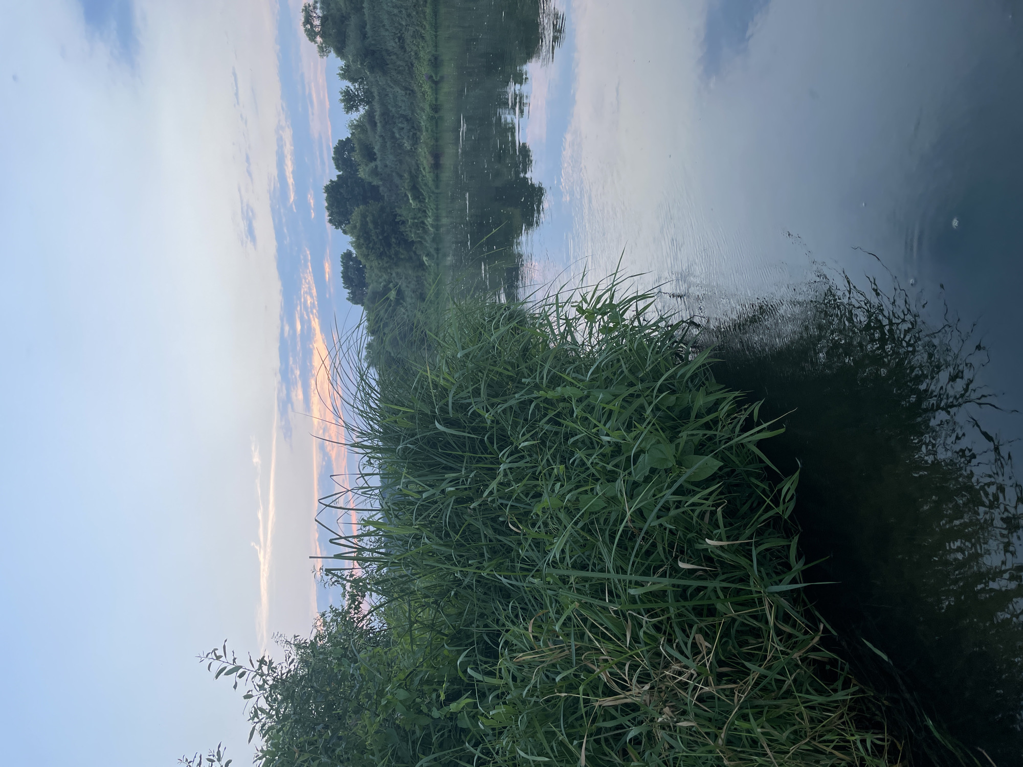 A serene river flows through a natural landscape, likely in or near Верхнее Казачье, Russia. The water is calm and reflects the pale blue and pink hues of the twilight sky, with wispy clouds scattered across it. Tall, green reeds and grasses line the left bank, their dense foliage creating a vibrant contrast with the water. On the opposite bank, a gently sloping hill is covered in a thick forest of trees. The overall atmosphere is peaceful and tranquil, suggesting a rural or natural setting at dusk. There are no people or animals visible in the frame, nor any man-made structures.
