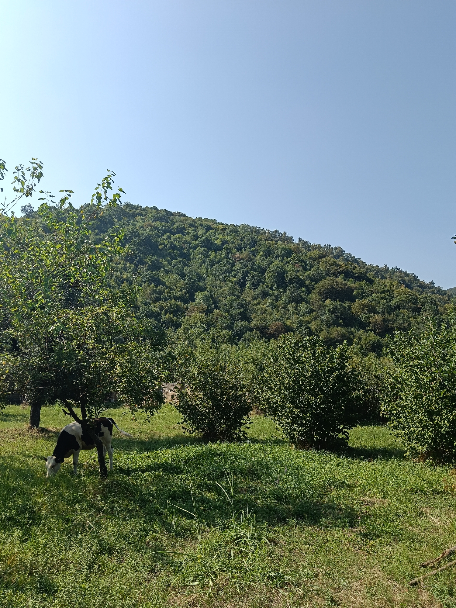 The image depicts a rural scene under a clear blue sky. In the foreground, a black and white cow grazes in a grassy field, partially shaded by a leafy tree. To the right of the cow are several dense bushes, and beyond them, a hint of a stone structure is visible. The middle ground is dominated by a hillside covered in lush green trees, with the foliage indicating a dense forest. The overall environment suggests a natural, undeveloped area within or on the outskirts of Əzəmli, Azerbaijan, likely a farm or pastureland.