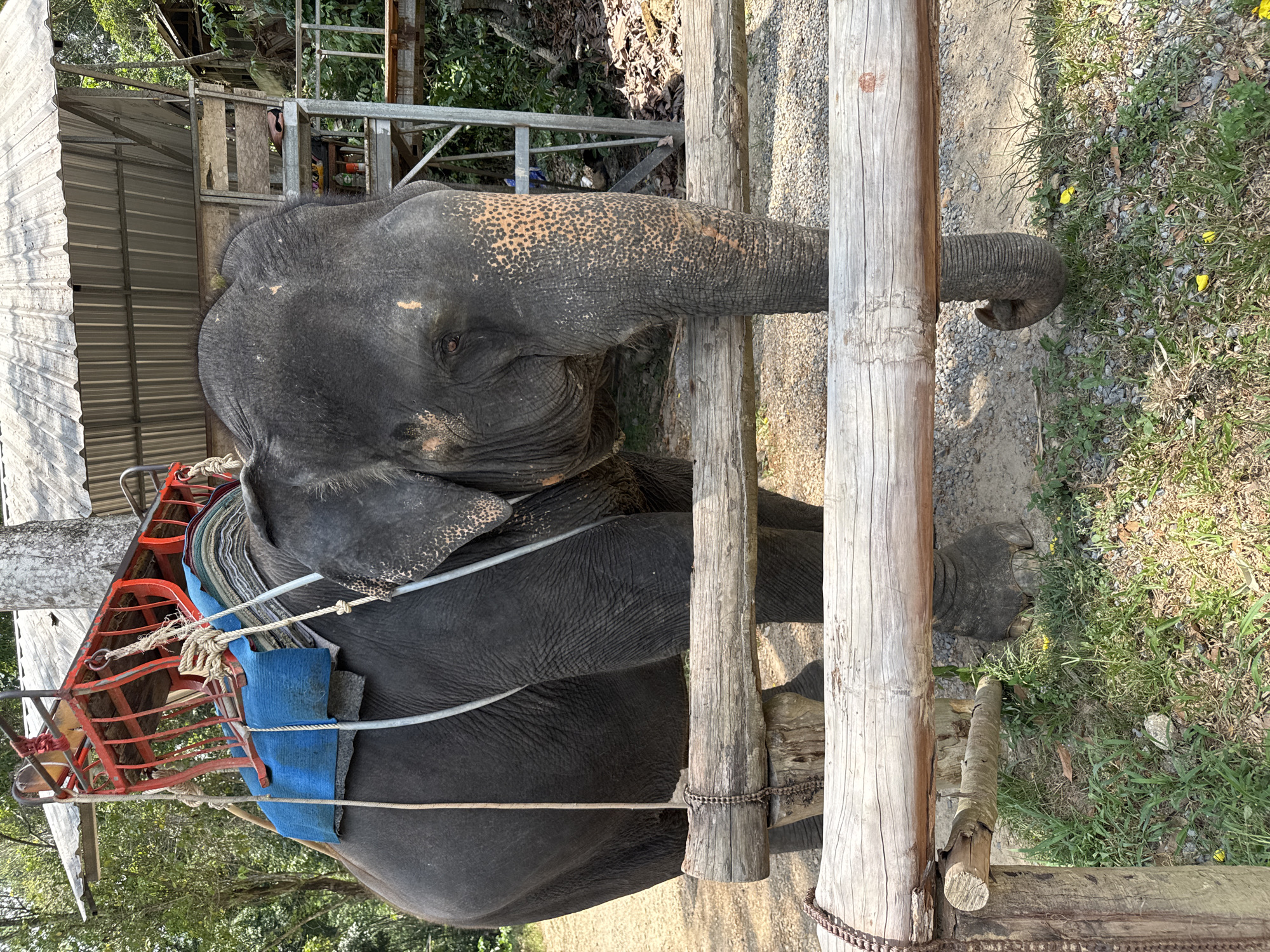 An elephant, saddled with a blue and red seat for riders, stands by a wooden fence in Tambon Song Phraek, Thailand. The elephant's trunk rests on one of the fence posts. Adjacent to the fence is a patch of grass and scattered yellow flowers. In the background, a metal structure and trees are visible.