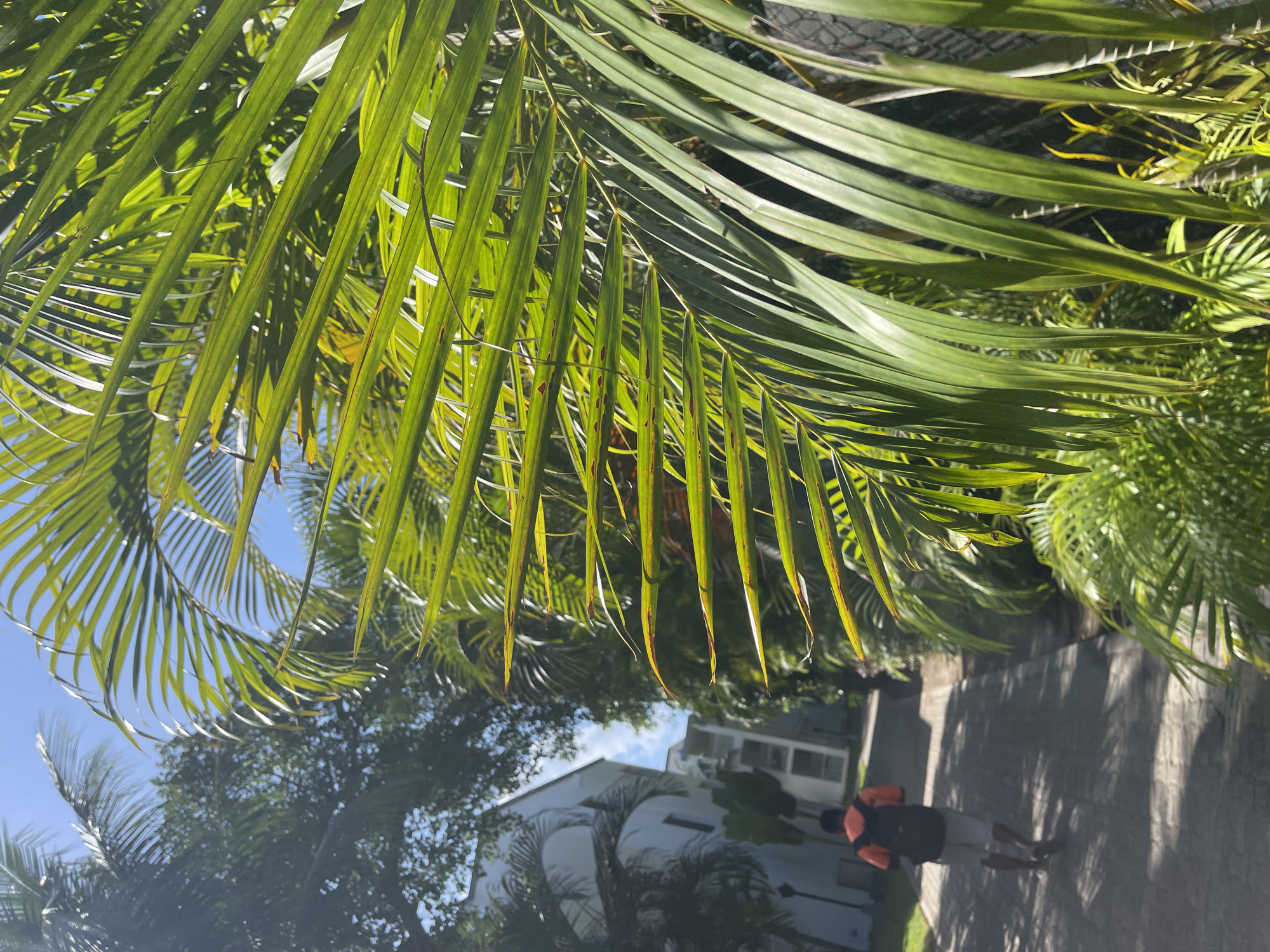 The image shows a person walking on a paved pathway in Playa del Carmen, Mexico, under the shade of palm trees. The person is wearing a dark top and light-colored shorts, with an orange backpack. The pathway is lined with lush green vegetation, including various palm trees. In the background, there is a white building with a sloped roof. The overall impression is of a sunny day in a tropical location.