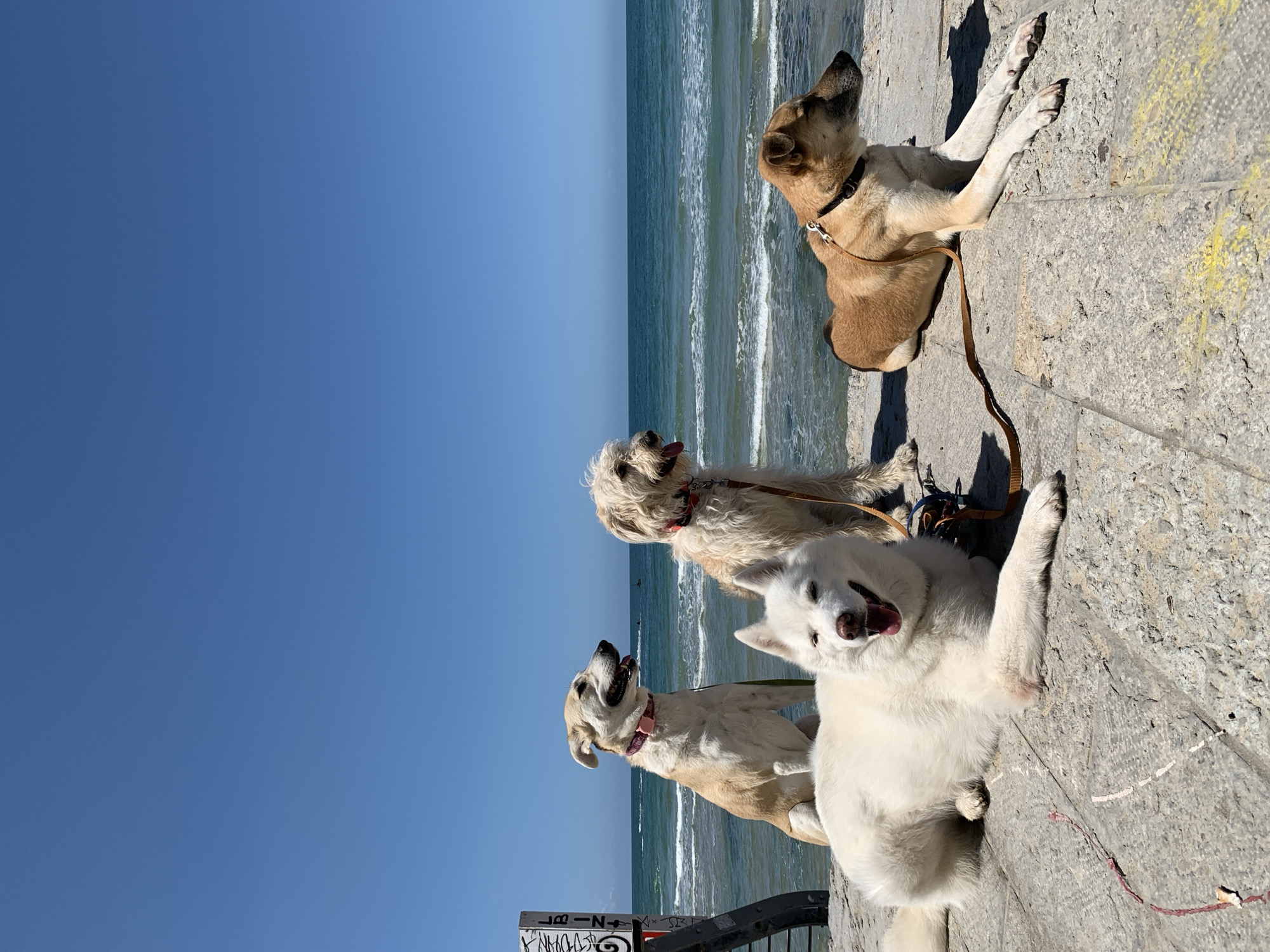 Four dogs are resting on a stone wall next to a beach in Tel-Aviv, Israel. The dogs are each on a leash and appear to be waiting, or resting after a walk. The ocean is behind the dogs, and the sky is clear. A rail is visible to the left.