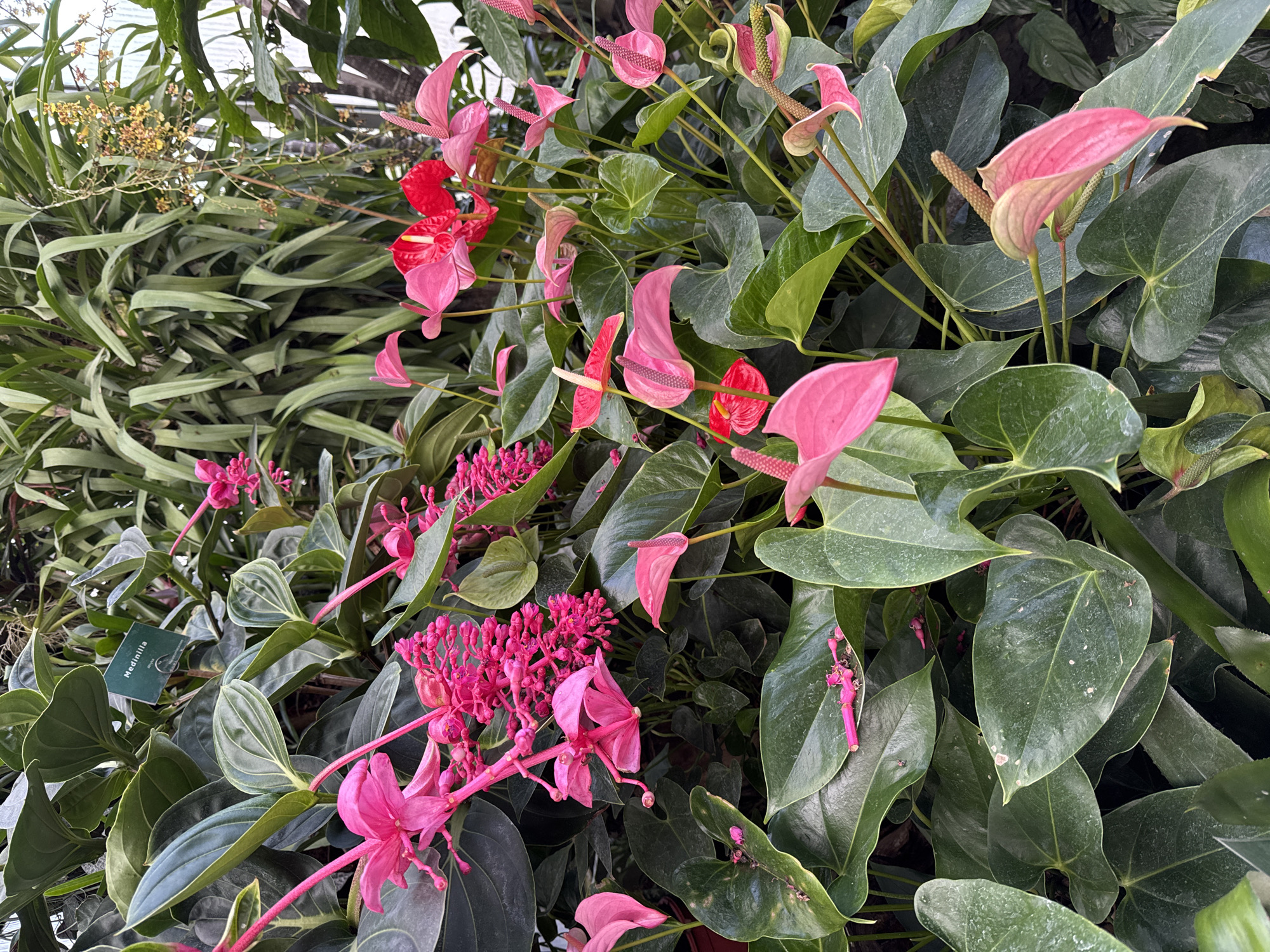 This media file captures a vibrant, close-up view of a dense collection of tropical flowering plants, likely within a botanical garden, greenhouse, or conservatory. The scene is dominated by rich green foliage and a striking array of pink and red blooms.
The primary subjects include numerous Anthurium plants (flamingo flowers), identifiable by their distinctive waxy, heart-shaped spathes and upright spadices. These flowers appear in various shades of pink, from delicate light pink to deeper fuchsia, and some bright red. Interspersed with the Anthurium are the showy, pendulous flower clusters of Medinilla magnifica (Malaysian orchid), displaying a vivid fuchsia-pink color. The foliage of both plants consists of large, glossy green leaves; the Medinilla leaves exhibit prominent pale venation in some areas. In the upper left background, longer, strap-like green leaves and small clusters of yellow-orange flowers, possibly from an orchid species, are visible.
The plants are densely packed, creating a lush, jungle-like atmosphere. The lighting is soft and even, suggesting an indoor or heavily shaded outdoor setting, which enhances the vibrant colors without harsh shadows. No human activity is depicted. A small green plant label is visible in one of the close-up crops, bearing the text "Medinilla" and "magnifica", confirming the identity of one of the flowering species.