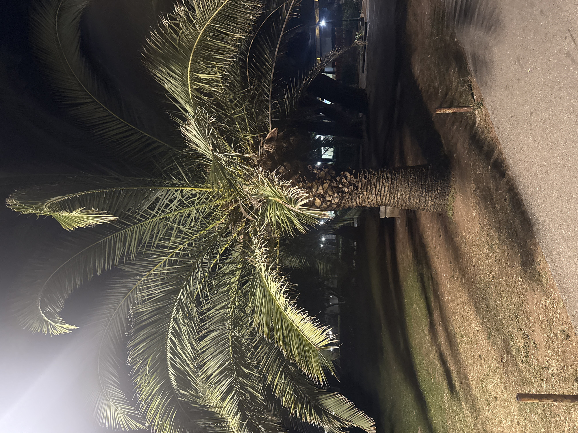 The image captures a palm tree at night in Budva, Montenegro. The palm tree is the central subject, with its fronds illuminated by artificial light, creating a dramatic effect against the dark sky. The ground around the tree is covered in a mix of grass and dirt, with shadows cast by the tree and possibly other nearby objects. A paved pathway is visible in the foreground, suggesting a public area or park. In the background, there are indications of buildings and streetlights, consistent with an urban or semi-urban environment. The overall scene is serene and nocturnal.