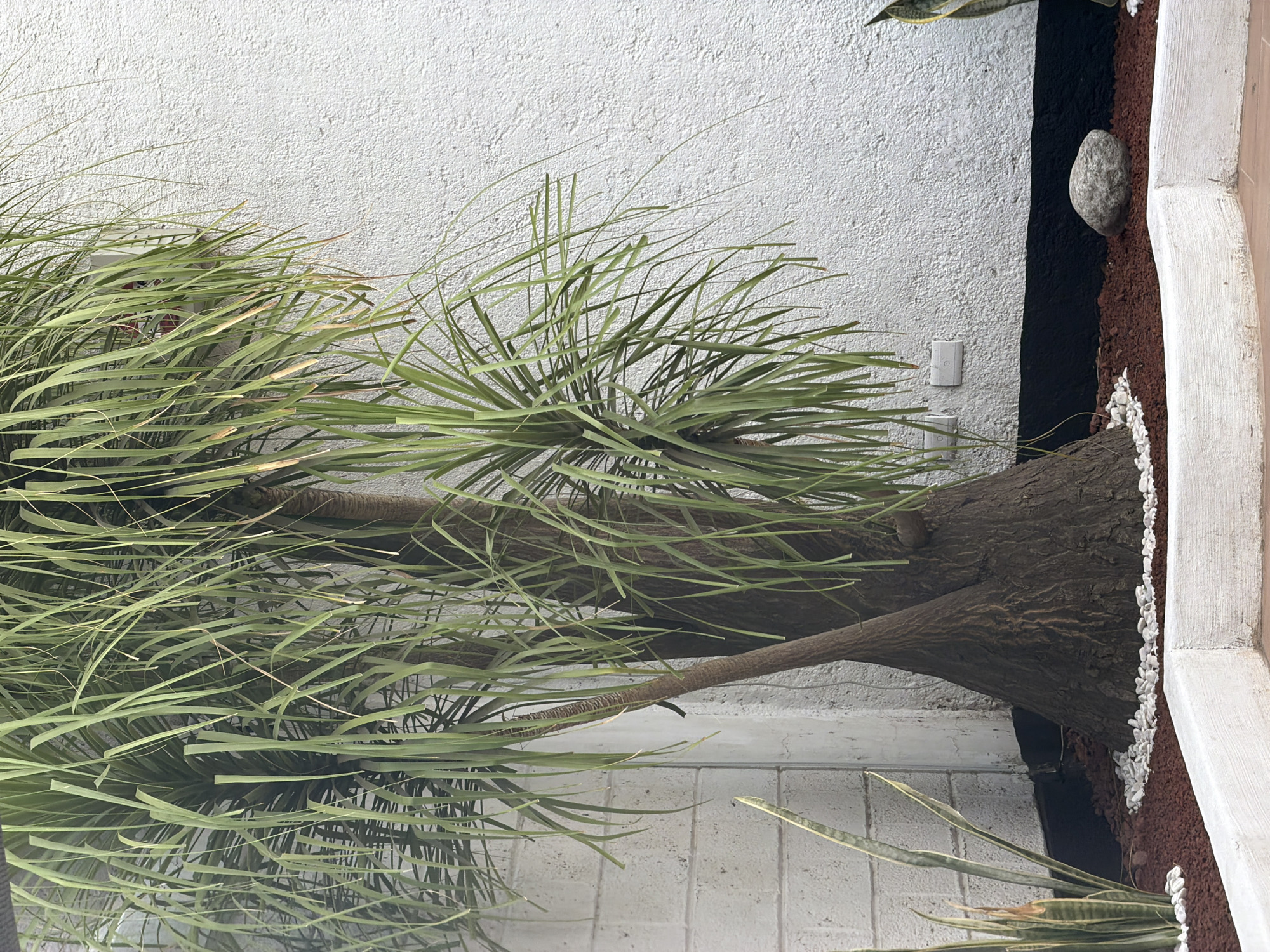 A sideways, medium shot depicts a Dracaena draco tree planted in the garden, which is adjacent to a stucco wall. The tree, with its thick brown trunk, has multiple branches from which clusters of long, narrow, green leaves sprout. The surrounding garden bed is lined with a concrete edging and filled with dark soil. A patch of small white stones is visible at the base of the tree, near the edge of the garden bed. A smooth, gray stone rests on the soil. The stucco wall is painted white. Electrical outlets are situated against the wall. A section of a snake plant is visible in the foreground.