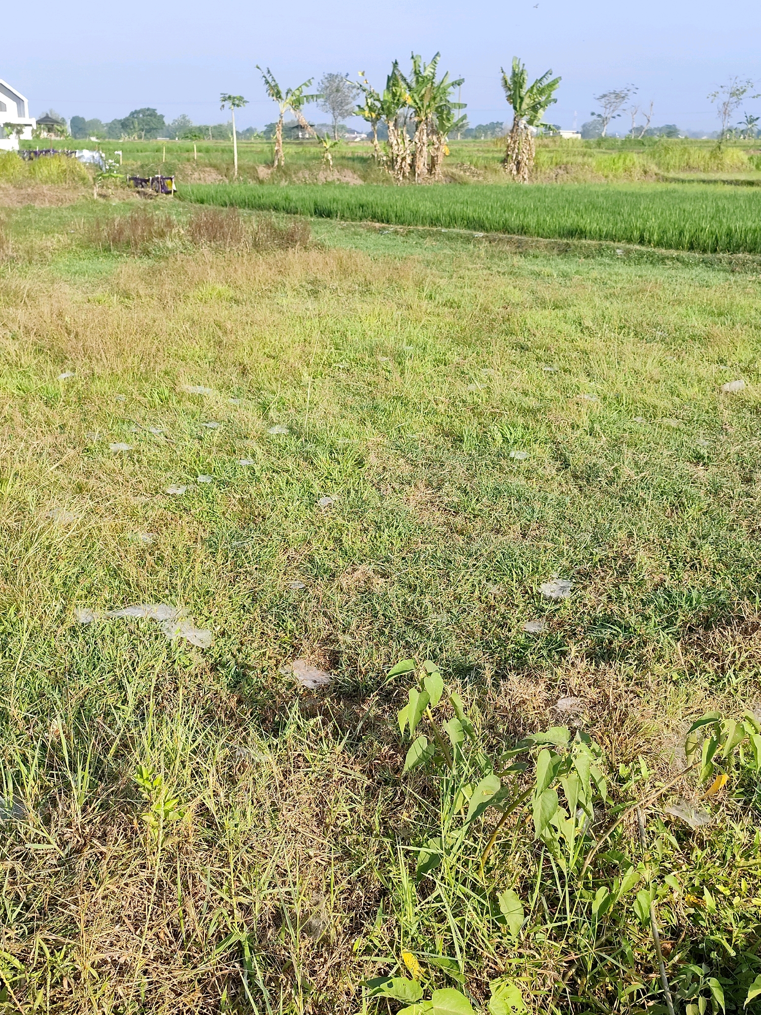 This is a photograph of a rural landscape in Jebugan, Indonesia, on a sunny day with a clear blue sky. The foreground is dominated by a field of dry, yellowed grass, interspersed with patches of greener vegetation. Several translucent, web-like structures are visible scattered across the grass, particularly in the middle ground. In the background, there is a field of vibrant green rice paddies, bordered by a pathway. Beyond the rice paddies, banana trees are present, along with other foliage and trees. A modern white house with a geometric design is partially visible on the far left of the image, situated near the edge of the field. A few utility poles and wires can be seen in the distance. The overall scene depicts a serene agricultural environment.