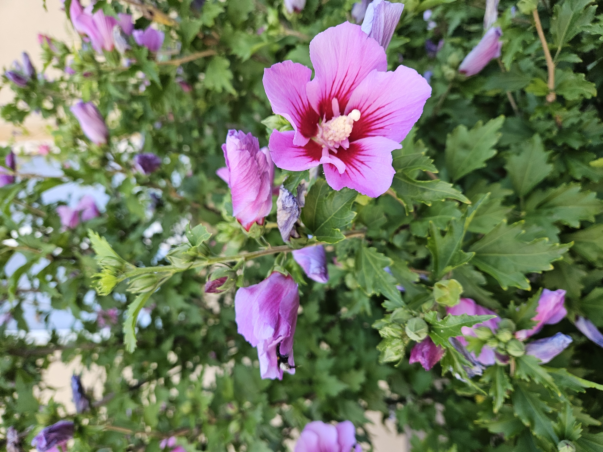 The image depicts a close-up view of a flowering bush, likely a hibiscus plant, with several pink and purple blooms in various stages of opening. A prominent, fully open pink flower with dark red veining in the center is located in the foreground, slightly to the right. Behind it, other flowers and buds are visible, some in tighter bud form and others partially unfurled. The foliage is a vibrant green, forming a dense backdrop. The lighting suggests it is daytime, with natural light illuminating the scene. There are no people or specific landmarks identifiable in the image that would indicate a precise location within Rzeszów, Poland, beyond it being an outdoor setting with flowering vegetation.