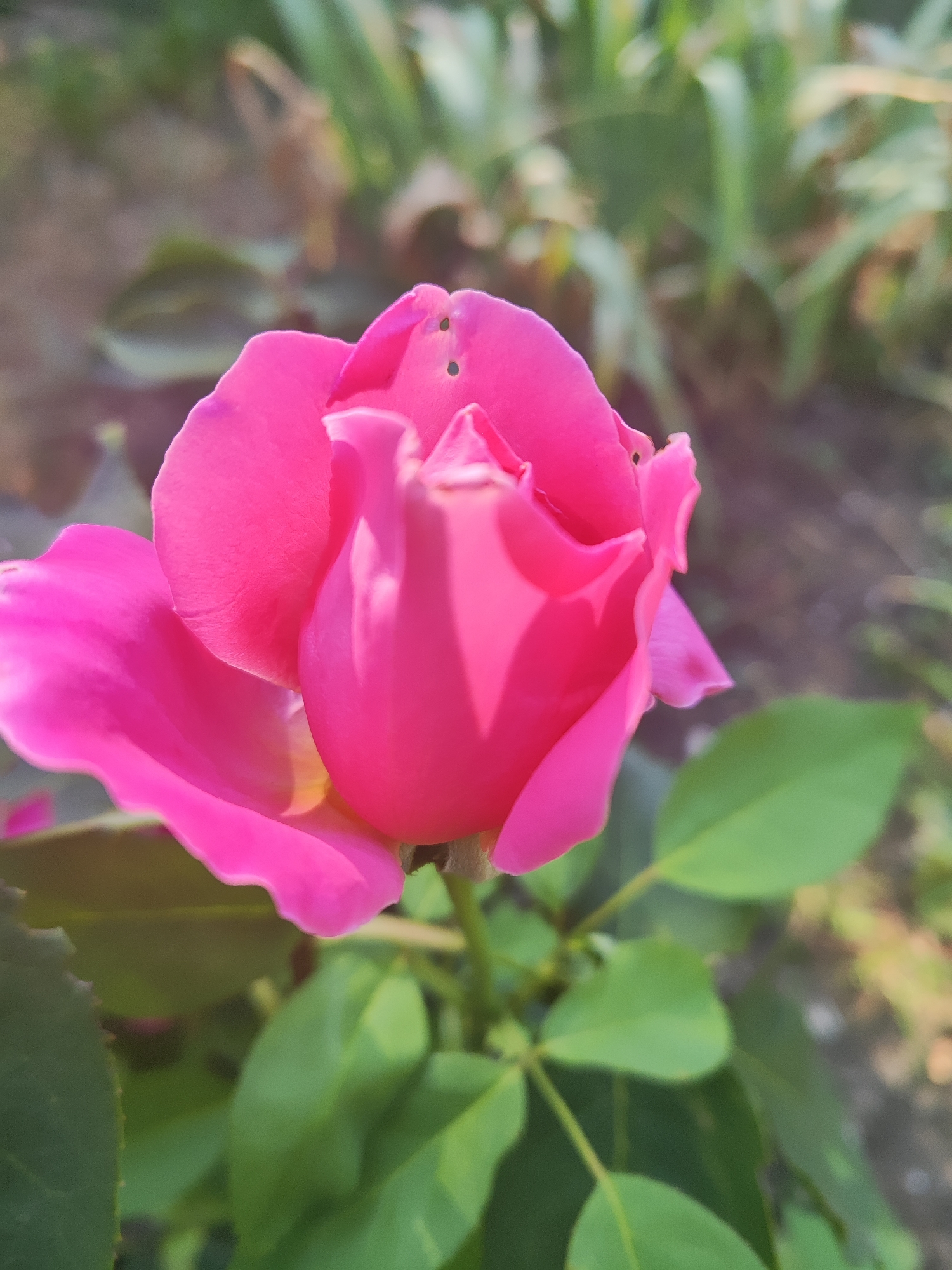A bright pink rose is in full bloom, with its petals unfurled and facing slightly to the left of the camera. The rose is the primary subject, with the background softly blurred, showing hints of green foliage and brown earth. The lighting suggests it's daytime, possibly morning or late afternoon, as sunlight casts shadows on the petals. The image appears to be an outdoor shot, focusing on the natural beauty of the flower.