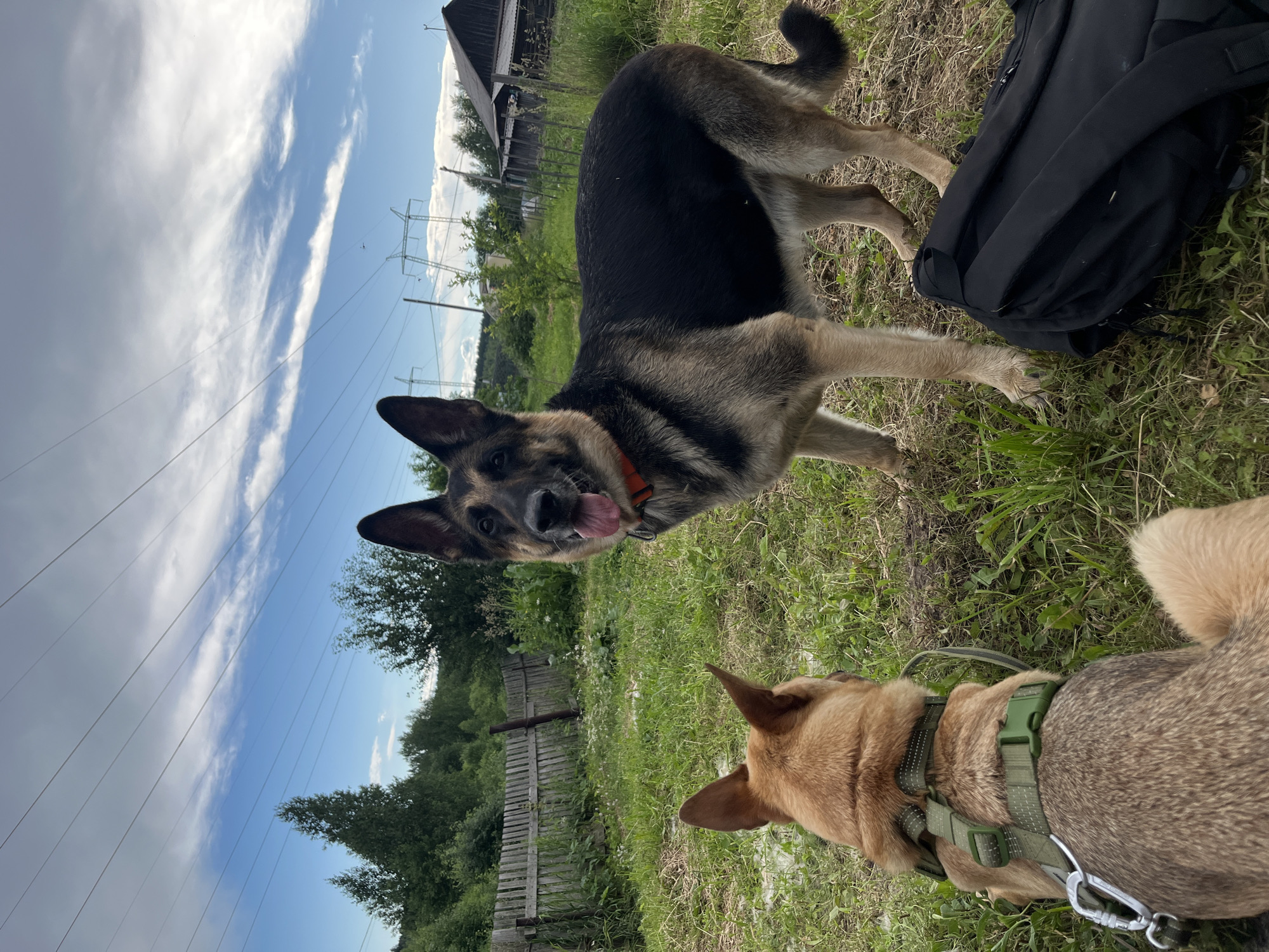 Two dogs are in a grassy outdoor area with a wooden fence in the background and power lines overhead. One dog, a German Shepherd, stands facing the camera with its tongue out. The other dog, facing away from the camera, wears a green harness. A black backpack rests on the grass near the German Shepherd. The scene is likely a rural or suburban area in Nizhny Tagil, Russia, given the style of the fence and buildings.