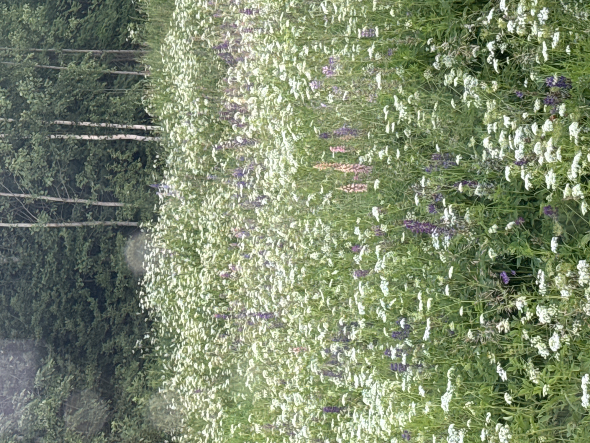 The image shows a dense meadow filled with a variety of wildflowers, primarily white and purple, with some pink and red blossoms interspersed. The flowers are tall and appear to be in full bloom, creating a natural and untamed landscape. Behind the meadow, a line of trees forms a dark green backdrop, with some lighter birch trees visible towards the right side of the frame. The overall scene suggests a natural, rural or park-like environment. There are no people, animals, or man-made structures immediately visible in the foreground. The image does not provide any specific visual cues that would allow for the identification of the location within the city of Botino, Russia.