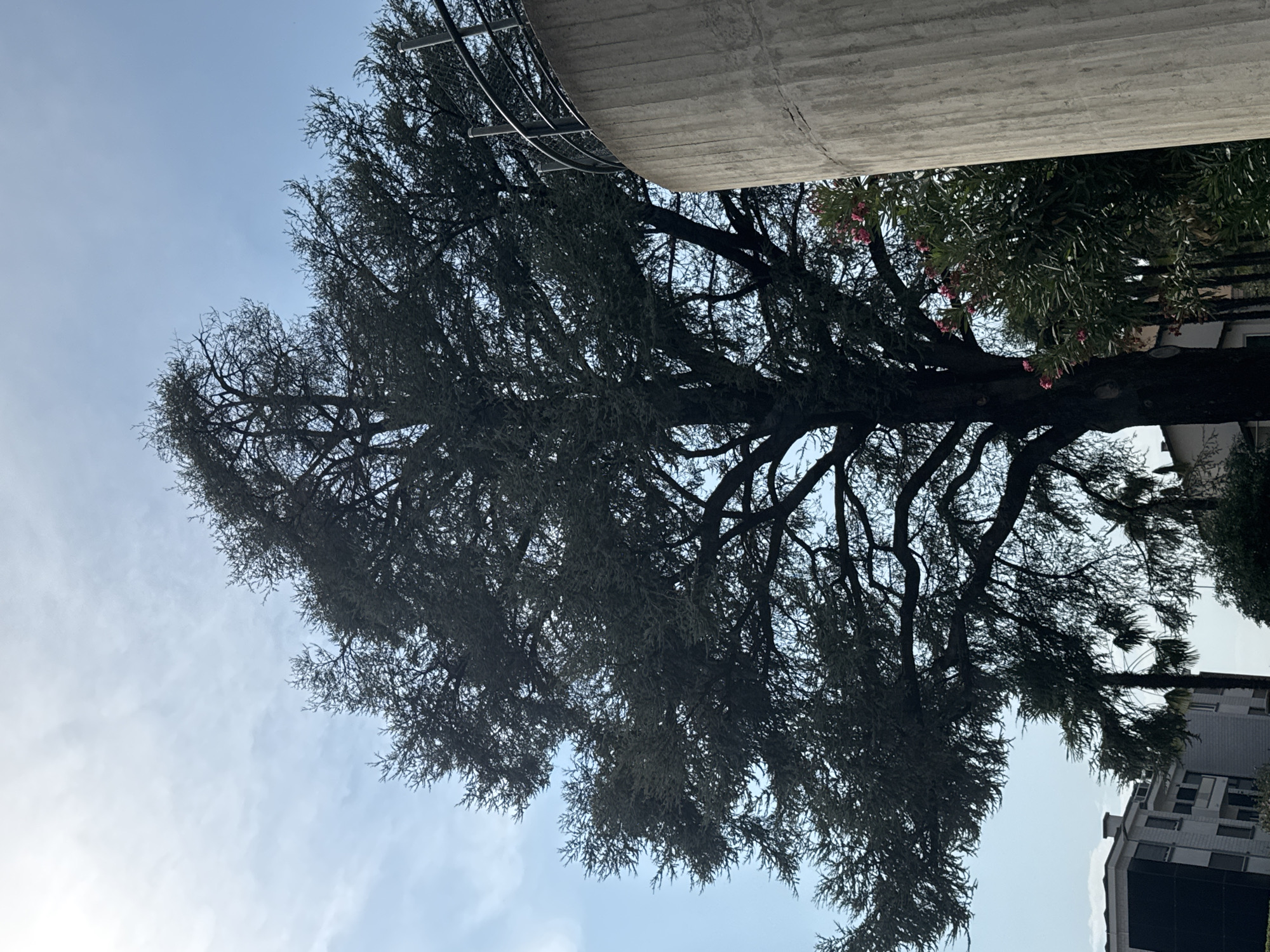 The photograph captures a large, mature tree in Balerna, Switzerland, silhouetted against a pale blue sky with scattered clouds. To the right of the tree, a portion of a tall, cylindrical concrete structure is visible, topped with a railing. In the background, to the left, a multi-story building with white and dark facades is partially obscured by the tree's foliage. Lush green foliage with clusters of pink flowers is also visible in the lower right portion of the image. The scene is devoid of any visible human presence.