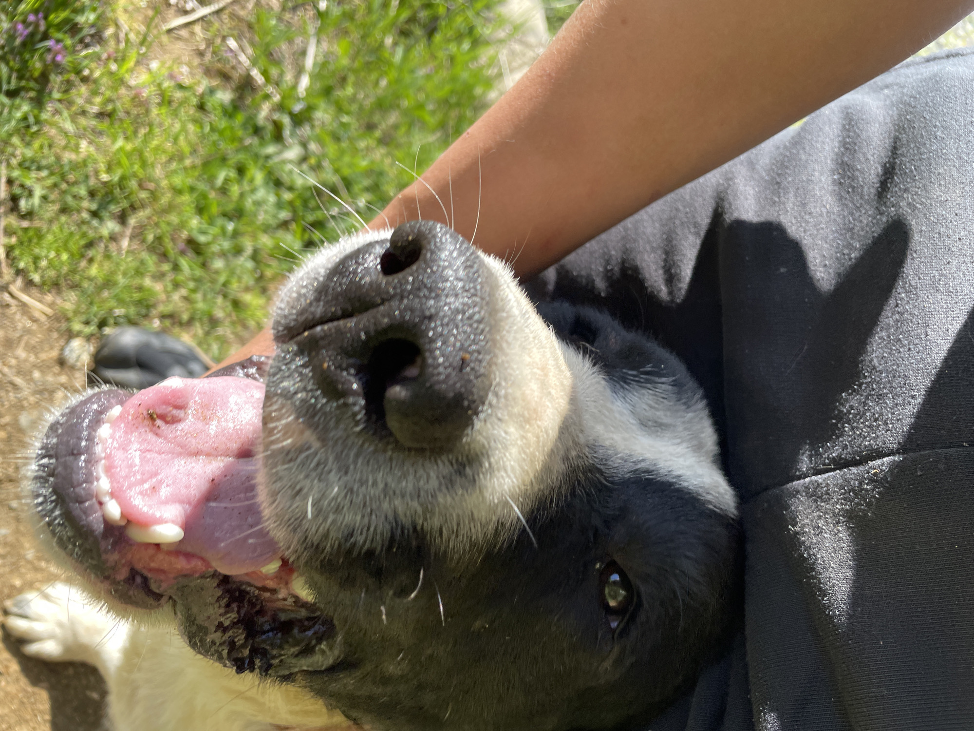The image presents a close-up, high-angle view of a black and white dog interacting with a person outdoors in Zlatograd, Bulgaria. The dog, possibly a Border Collie or similar breed, is the central focus, seen from an upward-looking perspective. Its prominent black snout, adorned with long white whiskers, is at the top center. The dog's mouth is wide open, revealing a healthy pink tongue, white teeth, and dark gums, indicative of panting or a joyful expression. One dark, expressive eye is visible on the right, reflecting the bright outdoor light.
A person's light-skinned arm is visible on the right side, gently resting on or petting the dog's neck area. The person is wearing black, textured fabric, likely sweatpants, which also shows distinct shadows, confirming bright, sunny daylight. The background is an out-of-focus expanse of vibrant green grass and some dirt, suggesting an outdoor park or yard setting. The overall scene conveys a moment of affectionate interaction and happiness between the dog and its human companion. No text is visible in the image.