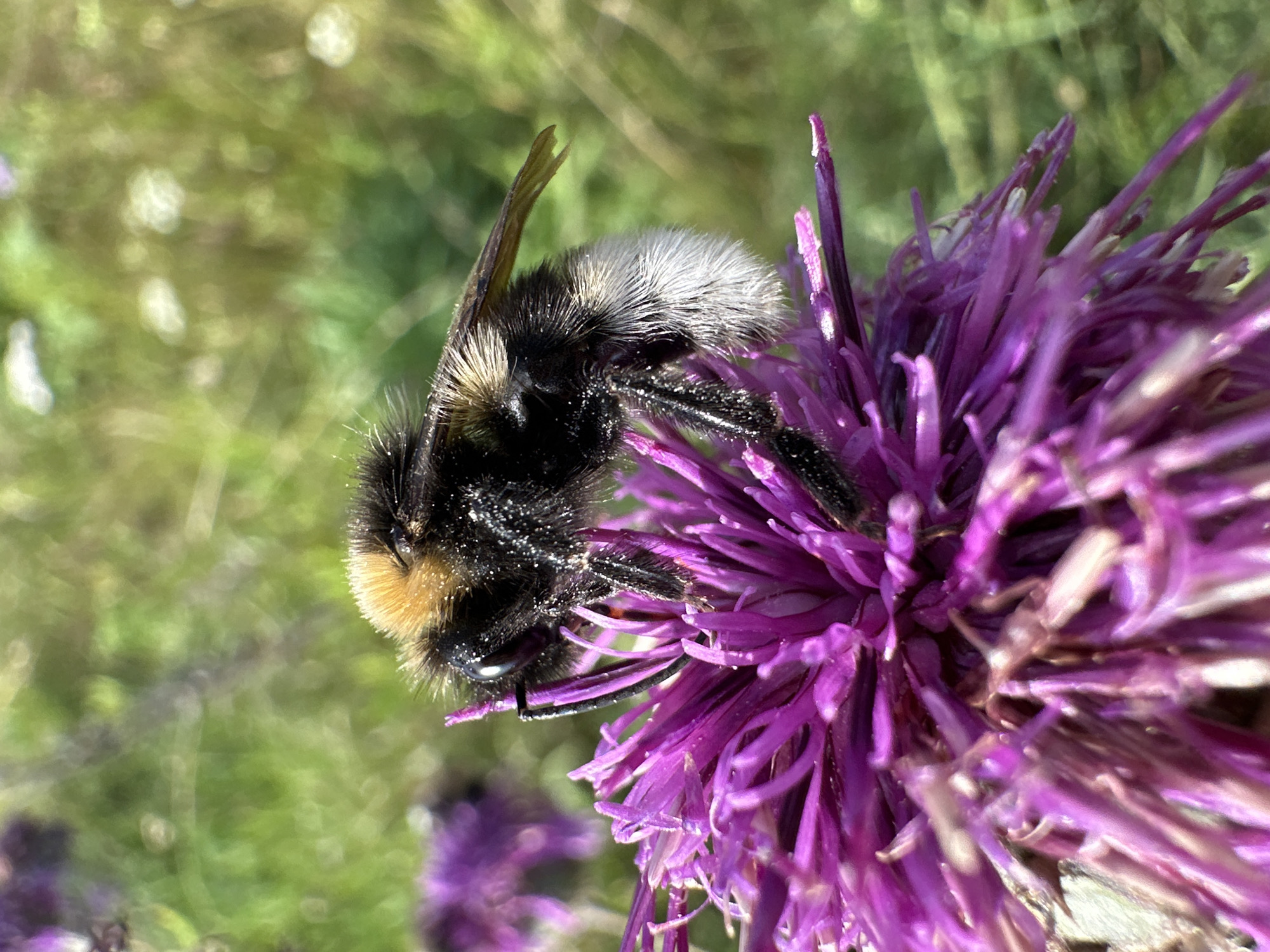 A close-up, eye-level shot shows a bumblebee on a vibrant purple flower. The bumblebee, predominantly black with yellow and white markings, is positioned on the flower's petals, appearing to be gathering nectar. Its fuzzy texture and delicate wings are visible. The flower has a spiky appearance, with numerous thin petals radiating outwards. The background is softly blurred, suggesting a natural outdoor setting with green foliage and hints of other purple flowers. The lighting indicates a sunny day. The location is identified as Norviliškės, Lithuania.