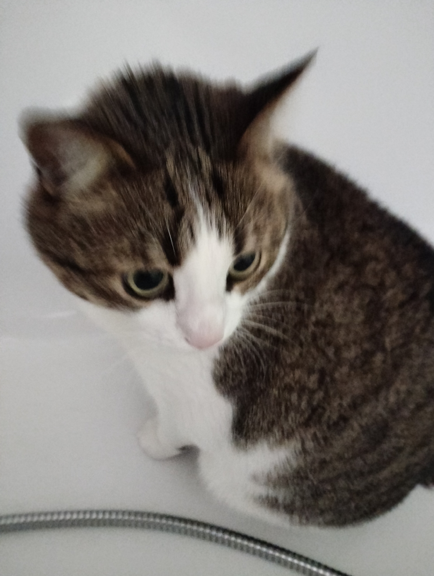 A medium shot depicts a brown and white tabby cat looking downward. The cat is positioned against a bright, white backdrop, possibly a bathtub or sink. A silver, corrugated hose is partially visible in the bottom left corner of the frame. The cat's fur pattern is distinctly tabby on its head and back, transitioning to white on its chest and paws. The location is not discernible from the image. Krykhivtsi, Ukraine, is not discernible from the image.