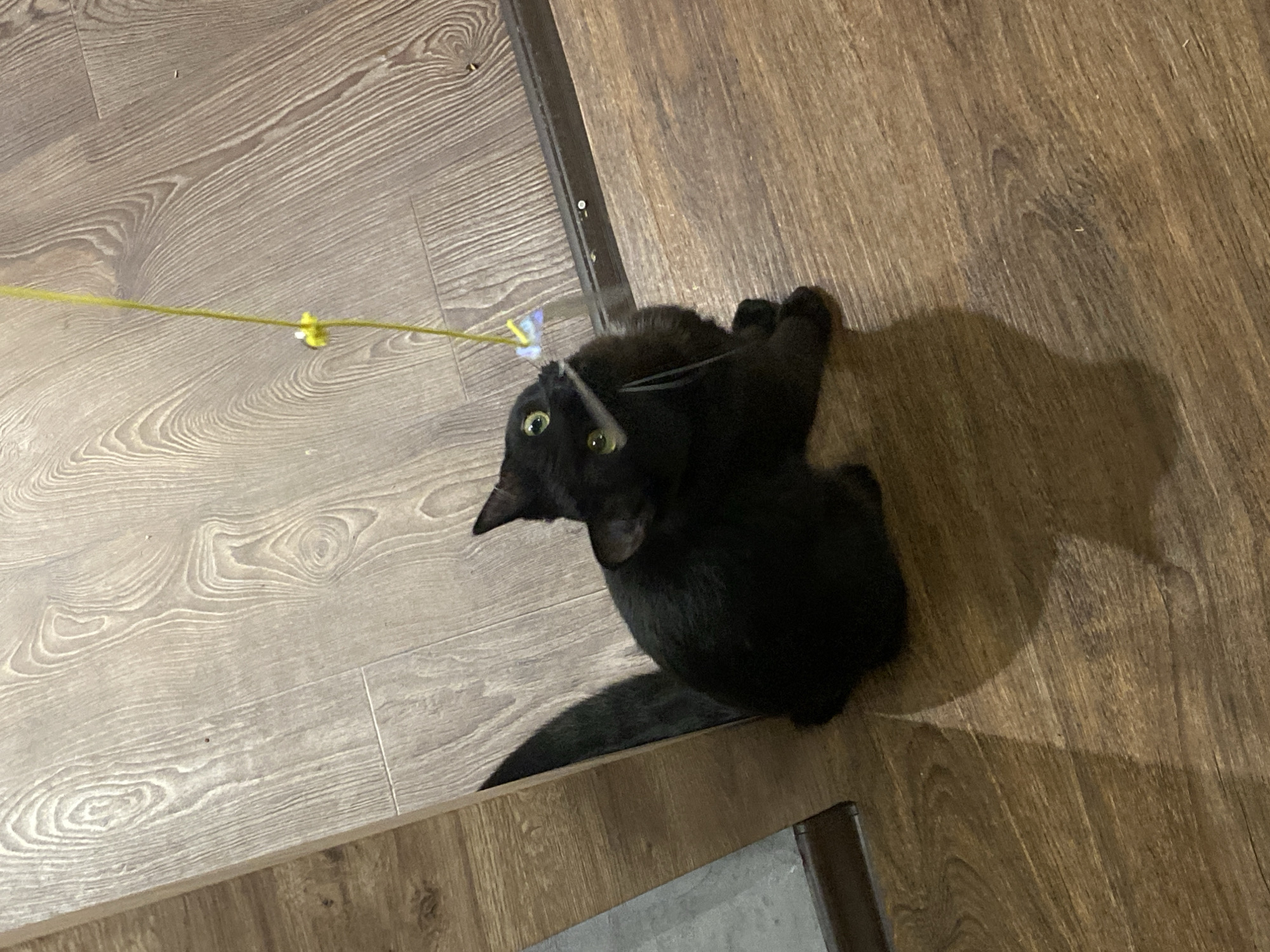 A black cat is on the floor, looking up at a toy on a string. The floor is made of wood-look laminate. The location is unknown.