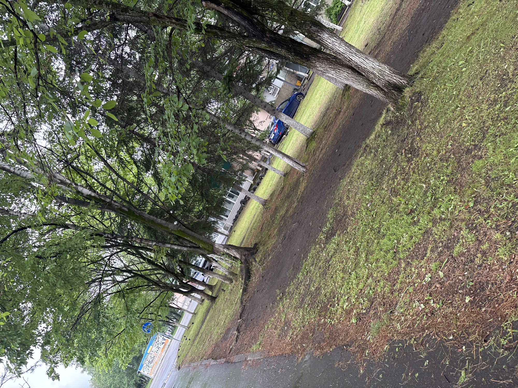 The image depicts a street scene in Birobidzhan, Russia, characterized by a row of trees lining a wet asphalt road and a grassy area. The trees, varying in species and age, cast shadows on the ground. A blue sedan is parked in the background, partially obscured by trees and vegetation. Buildings, likely residential or administrative, are visible behind the trees, suggesting an urban or suburban setting. The sky is overcast, contributing to the overall muted lighting conditions. The scene is devoid of any visible human activity.
