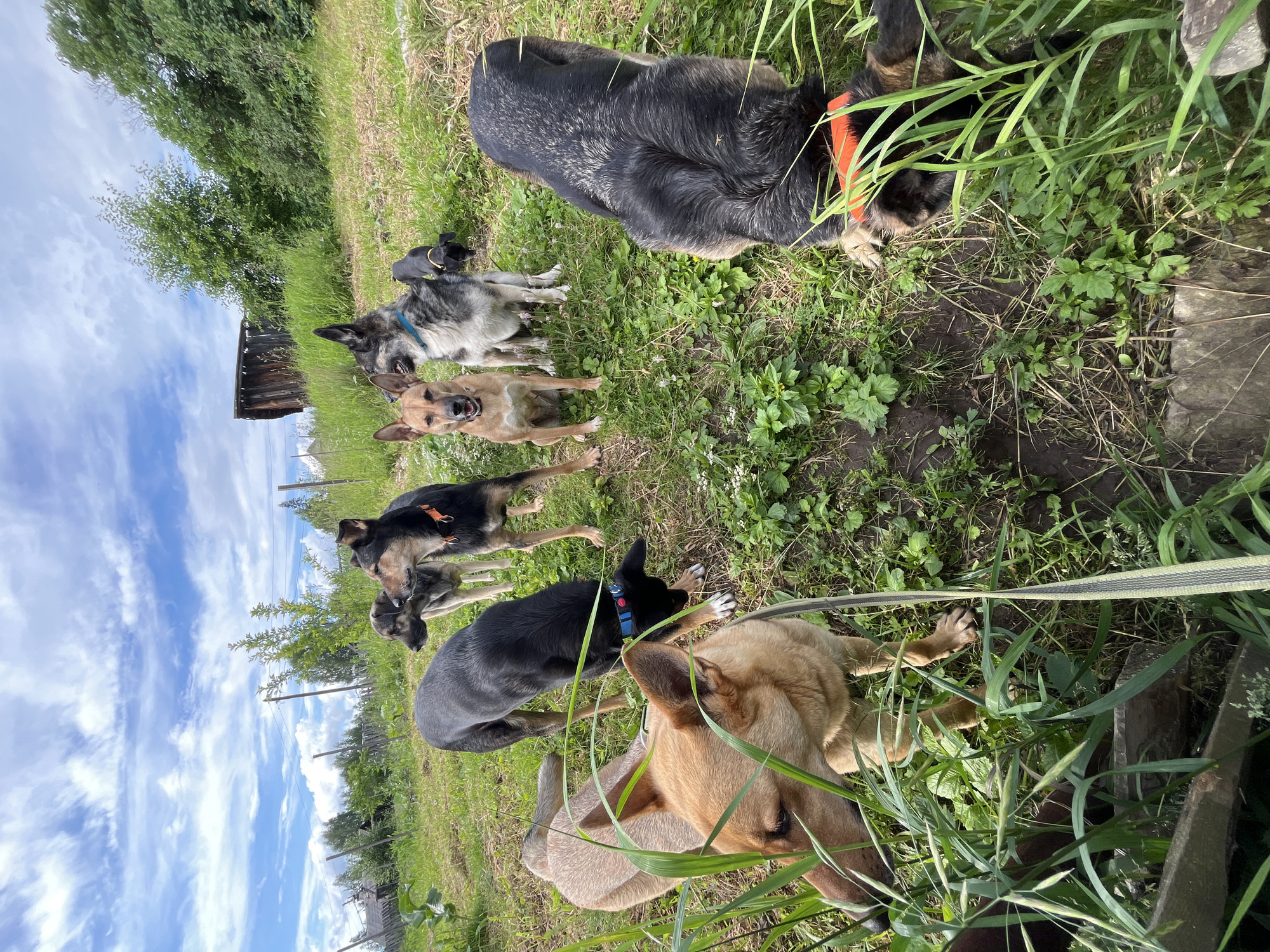 A group of seven dogs are on a grassy field under a bright, cloudy sky. The dogs are of various breeds and colors, with some lying down and others standing. One large, black and tan dog is lying down with an orange collar. Another dog with a blue collar is sitting. A lighter brown dog is in the foreground, looking towards the camera. There is a wooden structure in the background. The scene appears to be in a rural or semi-rural setting, given the presence of the wooden structure and the open field. The lighting suggests it is daytime, possibly late morning or afternoon. There are no people visible in the image. The overall mood seems relaxed, with the dogs appearing to be enjoying the outdoors. The location is specified as Nizhny Tagil, Russia.