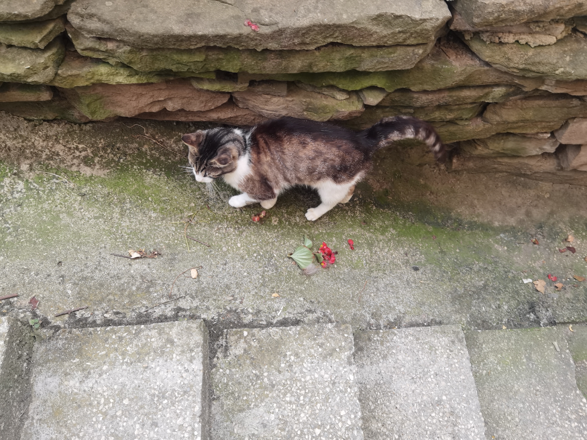 A tabby and white cat is on a concrete surface next to a stone wall. The cat is facing to the left of the frame, with its body angled slightly away from the viewer. Its fur is a mix of brown, black, white, and gray tabby markings. It has white paws and chest. The stone wall is composed of several horizontal layers of rough-hewn stones, with patches of green moss growing on them. The concrete surface appears worn and has some small debris, including leaves and twigs, scattered on it. There are also a few red berries near the cat. In the foreground, concrete steps are visible. The scene appears to be outdoors, likely in a garden or courtyard. This image was taken in Lomets, Bulgaria.