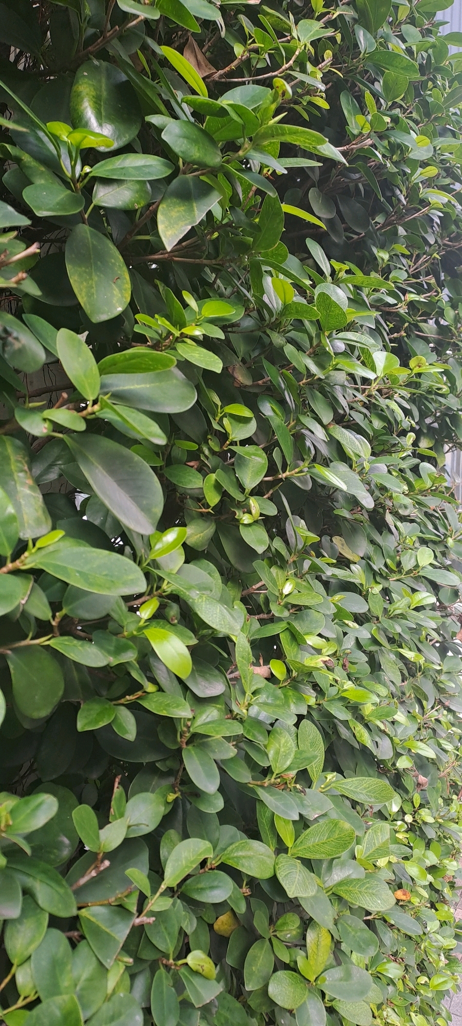 This is a full-frame, vertical, close-up, eye-level shot of a dense, green hedge composed of glossy, ovate leaves on thin, brown branches. The lighting is overcast, creating soft shadows and highlighting the varied shades of green in the foliage. Some leaves show slight discoloration, appearing yellowish or mottled. The hedge is thick and appears to be planted densely, suggesting it might be used as a privacy screen or a garden border. The background is partially visible, revealing hints of a light-colored vertical structure, possibly a fence or building siding, and a subtle suggestion of pavement or ground at the very bottom. There are no people or animals visible in the image. The scene appears to be outdoors, in a natural or semi-natural urban setting, consistent with many green spaces found in Hong Kong.