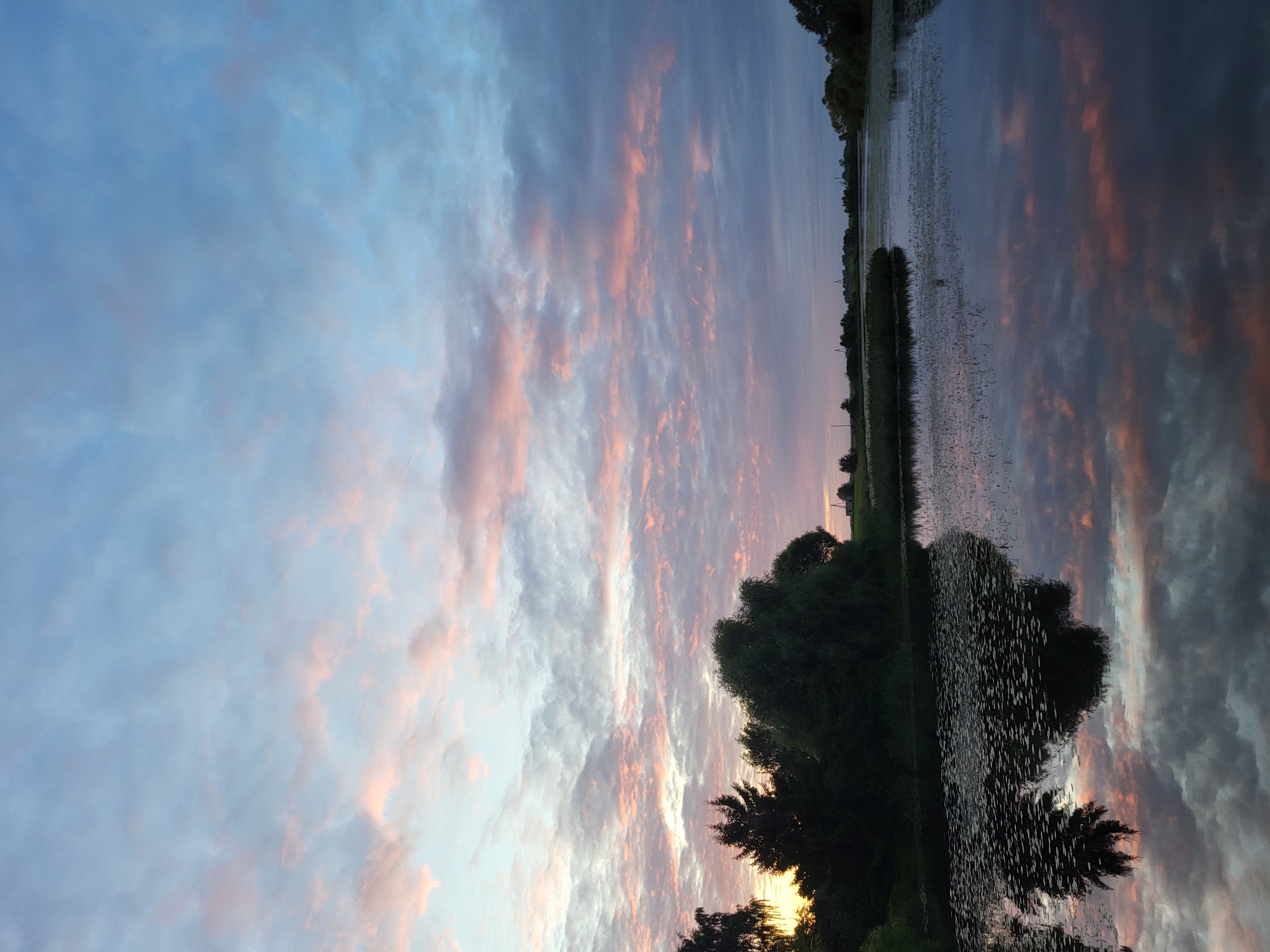 This is a wide-angle, vertical, eye-level photograph of a tranquil body of water with a sunset sky. The scene is likely located in the rural outskirts of Lielplatone, Latvia.
The sky dominates the upper half of the image and displays a gradient of colors from a light blue at the top to soft pink and gray hues closer to the horizon. Scattered clouds are illuminated by the setting sun, creating streaks of pink and orange against the blue.
The lower half of the image features a calm body of water, possibly a lake or river, reflecting the colors of the sky. Lily pads dot the surface of the water in the foreground, creating a pattern of dark shapes against the reflective water.
Along the left bank of the water, a dense line of dark green trees forms a silhouetted backdrop. Some of these trees appear tall and conical, while others are fuller and more rounded. A few faint lights or structures are visible in the distance along the horizon, suggesting a settlement. The overall impression is one of peaceful, natural beauty at dusk.