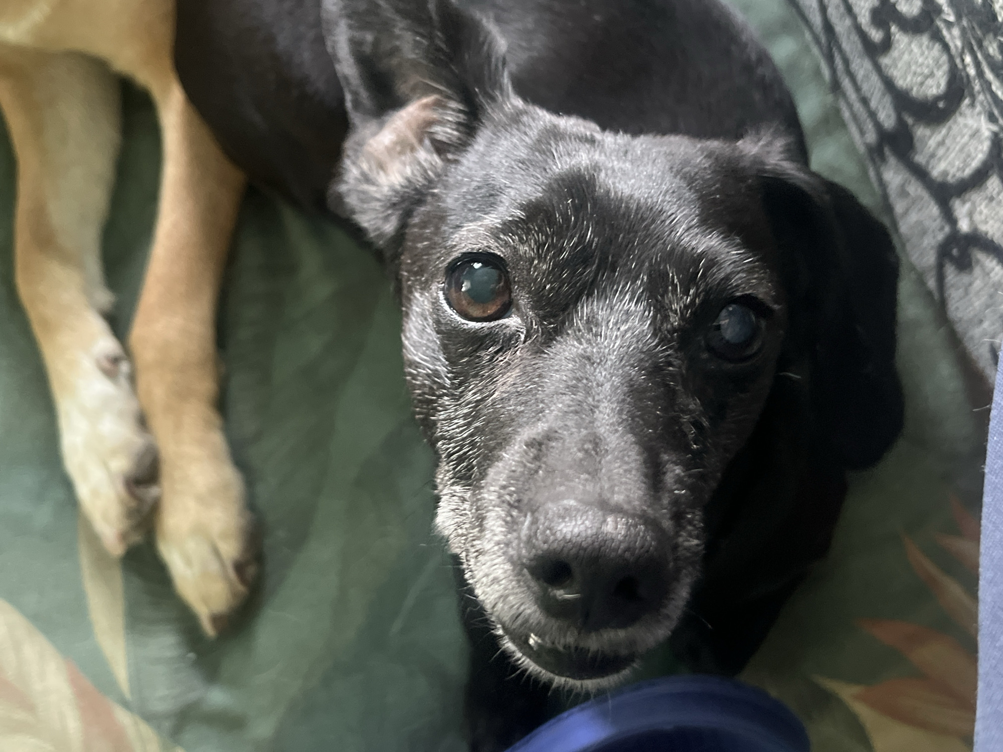 A close-up, high-angle photograph shows a black dog with graying fur around its face, lying on what appears to be a patterned blanket or cushion. The dog is looking directly at the camera with one eye clearly visible and the other exhibiting signs of opacity or cloudiness. A tan-colored dog's leg and paw are visible on the left side of the frame. The background suggests an indoor setting. There is no indication of a specific location, let alone Nizhny Tagil, Russia.