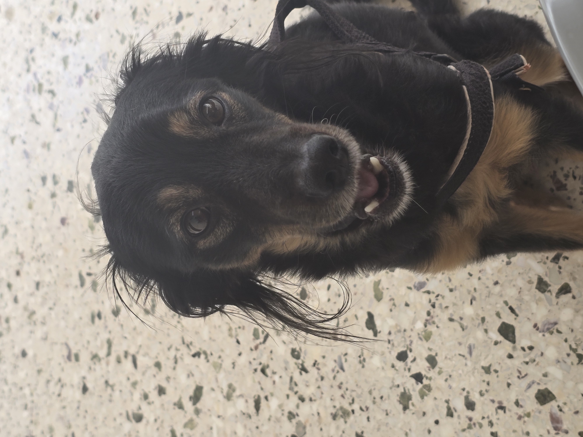 A playful, black and tan dog is captured in a close-up, upward-facing shot, lying on a light-colored, speckled terrazzo floor in Agii Anargiri, Greece. The dog's face fills the center of the frame, with its dark, expressive eyes looking directly at the viewer. Its mouth is slightly open, revealing a pink tongue and white teeth, giving the impression of a happy "smile" or panting. Wisps of longer, black fur frame its face, contributing to its charming, slightly scruffy appearance. Tan markings are visible around its muzzle and above its eyes, contrasting with its predominantly dark coat. A dark harness or collar is partially visible around its neck and chest. The floor, which serves as the background, is a mosaic of light beige with irregular flecks of grey, green, and hints of purple/brown. The overall mood is one of warmth and candid joy. No text is visible.