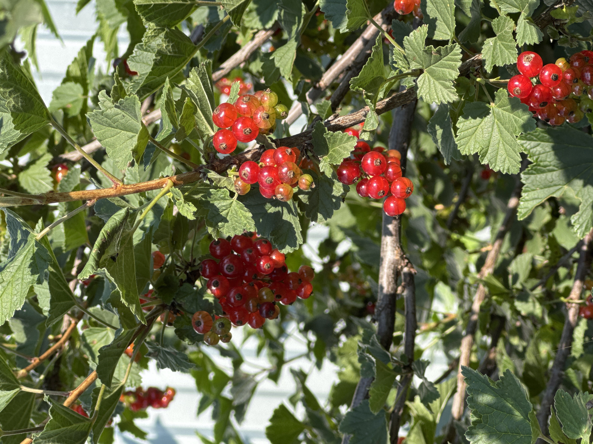 A close-up, low-angle shot captures a cluster of ripe red currants growing on a bush in Urazovo, Russia. The berries are round, bright red, and hang in dense bunches from thin stems. They are interspersed with vibrant green leaves, some of which are slightly curled and have serrated edges. The branches of the bush are a woody brown. In the background, a pale blue, weathered structure, possibly a fence or building, is visible, suggesting an outdoor, domestic setting. The sunlight casts shadows and highlights on the berries and leaves, creating a sense of depth and texture. No people are present in the image.