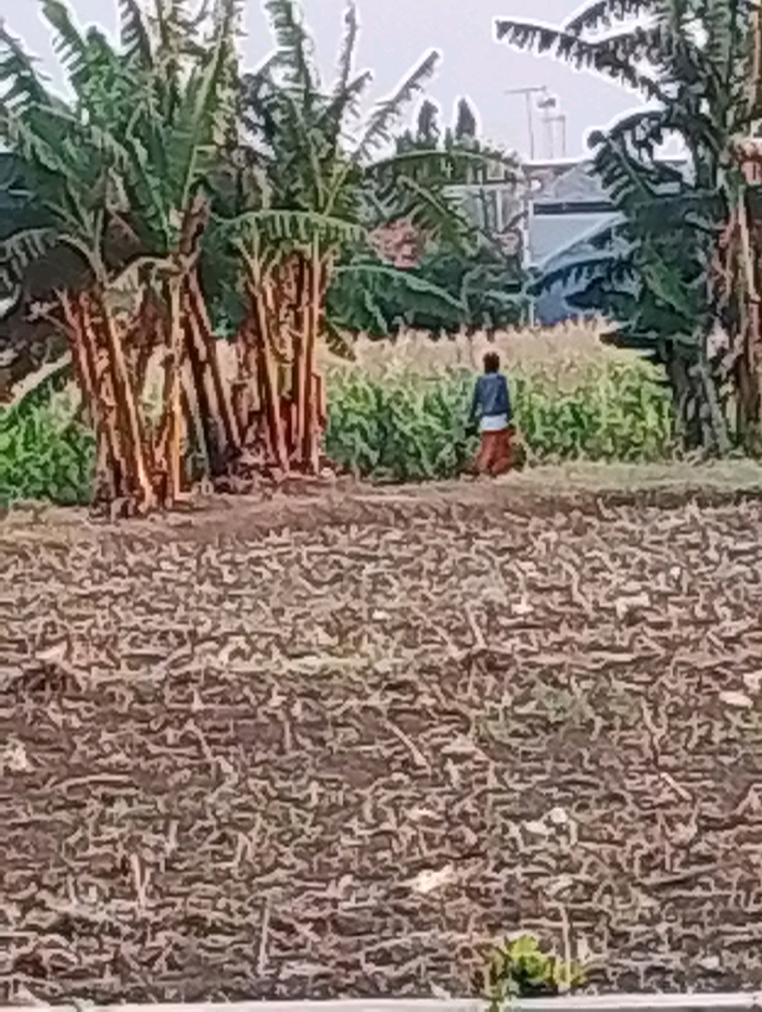 In Probolinggo, Indonesia, a person walks in a field, away from the camera, towards a dense row of green plants. The person wears a dark jacket over a white shirt and a reddish-brown skirt or sarong. The field in front of the person appears to be a cultivated area with plants that are shorter than the person. In the background, behind the cultivated area and to the right of the person, are several banana trees with their distinctive large leaves and thick stalks. Further in the background, some buildings are visible, suggesting the field is near a populated area. The ground in the foreground is uneven and appears to be dry, with many small, irregular shapes scattered across it, possibly remnants of vegetation or tilled soil. The lighting suggests it is daytime, with diffused light indicating it could be overcast or early morning/late afternoon.