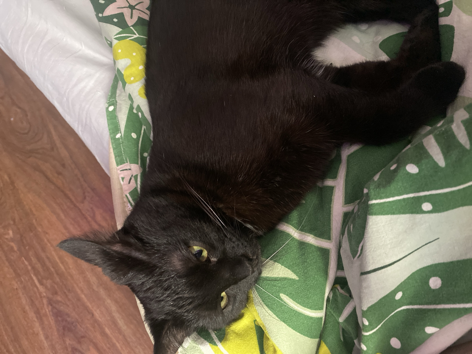 A black cat is lying on a bed. The bed has a patterned sheet with green, white, and yellow designs. The cat is positioned on its side, with its head tilted towards the lower-left corner of the image. The cat's fur is smooth, and its eyes appear to be yellow. The cat's paws are visible near the top-right corner of the image. The background shows a wooden floor. There is no indication of Izhevsk, Russia.