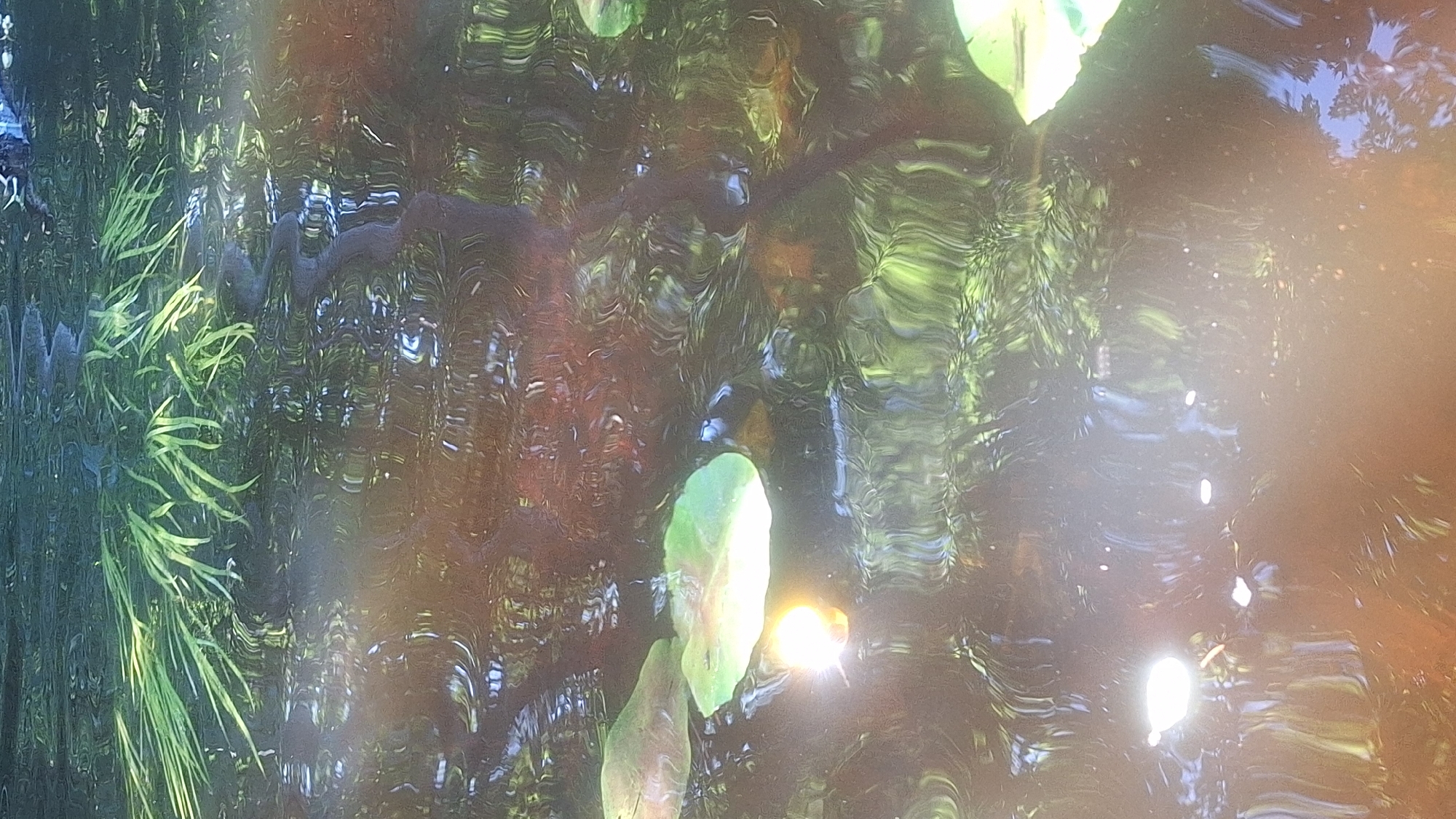 The media file shows a distorted reflection on water, likely a pond or lake, with ripples distorting the view. Green, thin, blade-like vegetation is visible on the left side, suggesting it's growing from the bank or submerged. Several lily pads, or similar aquatic plant leaves, are floating on the surface. One prominent lily pad in the center of the frame is illuminated by sunlight, appearing bright yellow-green. Another, partially visible lily pad is below it.
The water's surface reflects the surrounding environment, creating abstract patterns of light and shadow. The reflections suggest trees and sky, with hints of blue from the sky and various shades of green and brown from foliage and possibly the pond's bottom. There are also bright spots of light reflecting on the water, possibly from the sun.
The overall impression is a tranquil, natural scene. The time of day appears to be daytime, likely sunny, given the bright reflections and illumination of the lily pads. The location context provided is Mazpīrāgi, Latvia, which is consistent with a natural, potentially rural or park-like setting in that region. There are no visible people, objects other than the natural elements, or text in the media file. The distortion from the water's movement gives the scene a dreamlike or impressionistic quality.