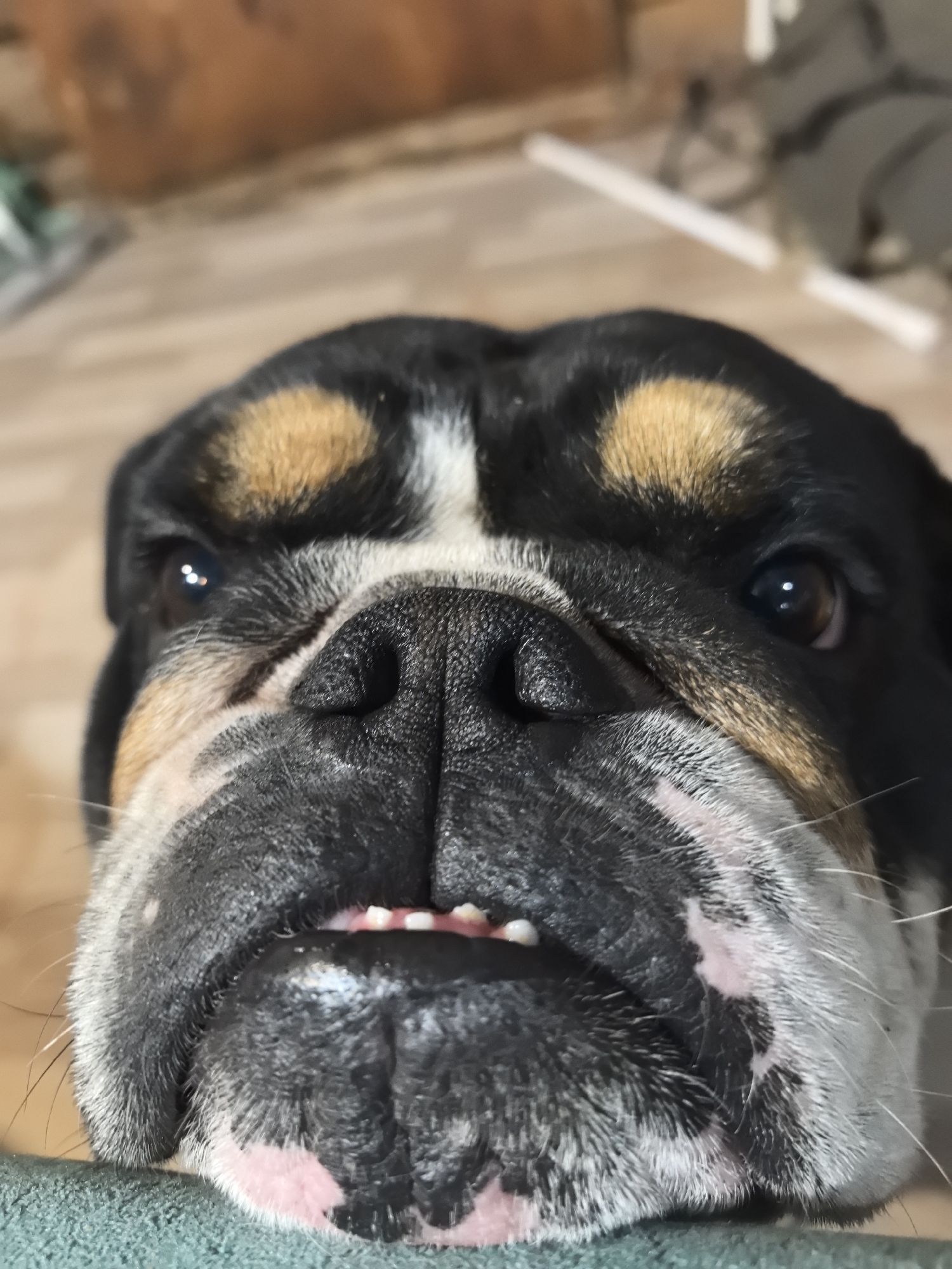 A close-up image shows the head of a Bulldog breed dog. The dog has black, tan, and white markings on its head. Its nose is large and black, with several wrinkles. The dog's lower jaw has visible teeth. The background is blurry and indistinct, but suggests an indoor environment. No city or location is discernible from the image.