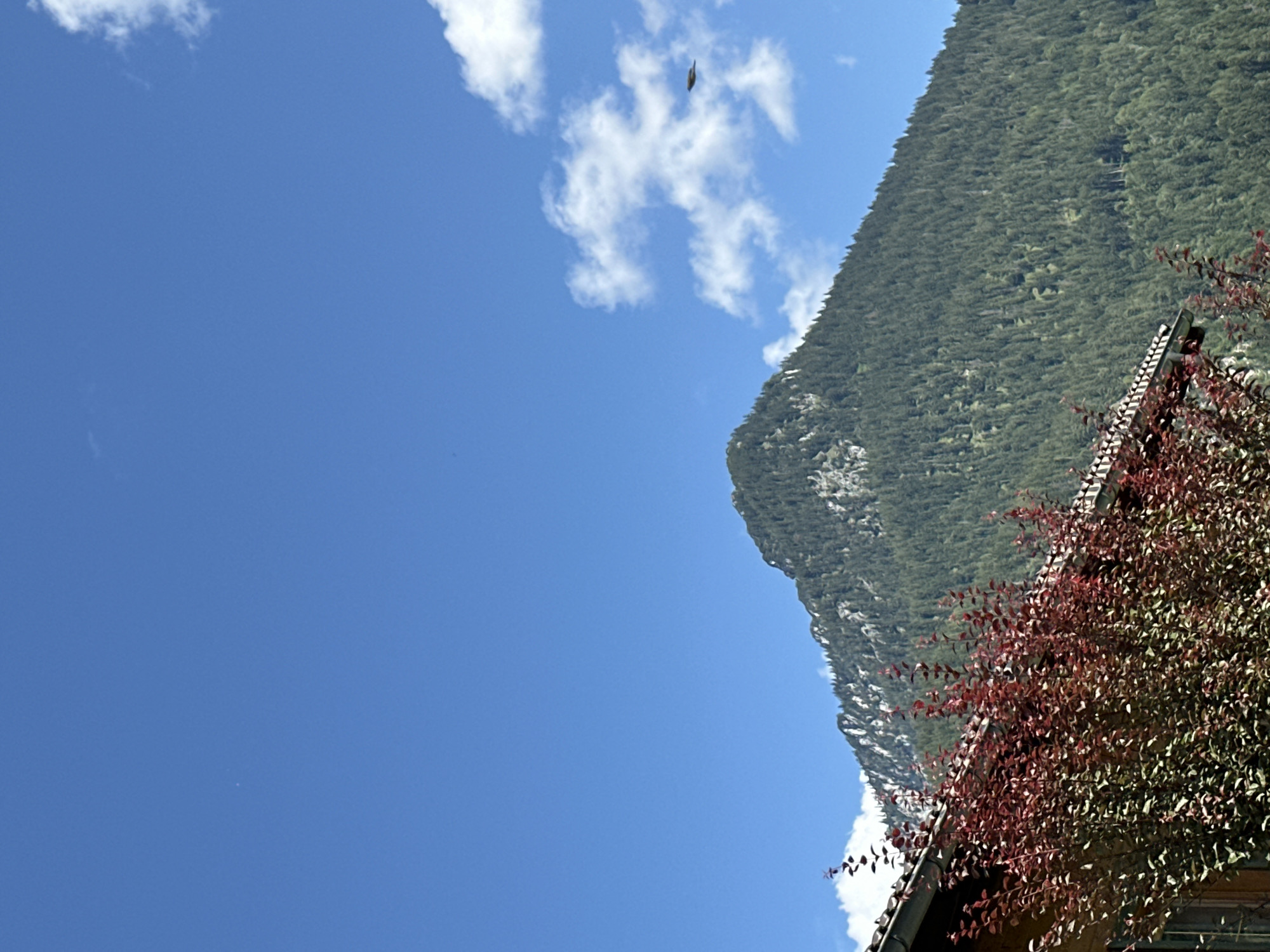 A wide-angle, high-resolution, outdoor, daytime, vertical photograph captures a mountain scene near Bischofswiesen, Germany. The sky is a clear, vibrant blue, punctuated by scattered, fluffy white clouds. In the distance, a majestic, tree-covered mountain dominates the frame. Its slopes are densely packed with dark green coniferous trees, with patches of lighter green and gray rock visible on its rugged terrain. The peak of the mountain appears to be clear of trees. A small, dark bird is captured in flight against the sky, to the right of the mountain. In the foreground, the top of a building with a dark, tiled roof is visible, and a bush with deep red foliage partially obscures the building and the lower part of the mountain. The building appears to be constructed of wood. The lighting suggests a sunny day.