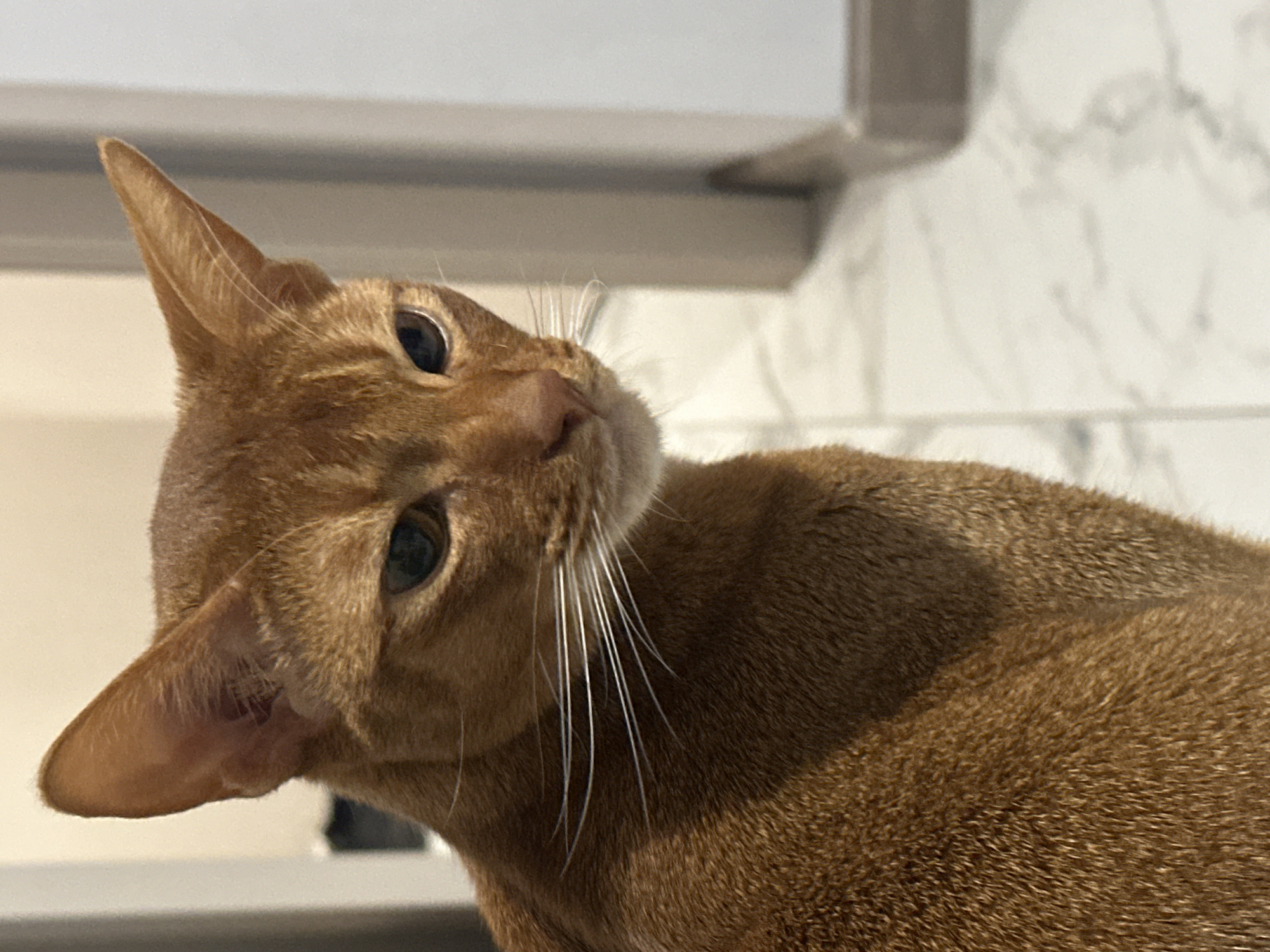 A close-up image captures a reddish-brown Abyssinian cat tilting its head inquisitively. The cat's sharp, pointed ears are prominent, and its bright eyes are focused slightly upward. White whiskers extend from its muzzle. The background shows a white, possibly marble, wall behind a light-colored horizontal surface. The location in Kazan, Russia, cannot be determined from this image.