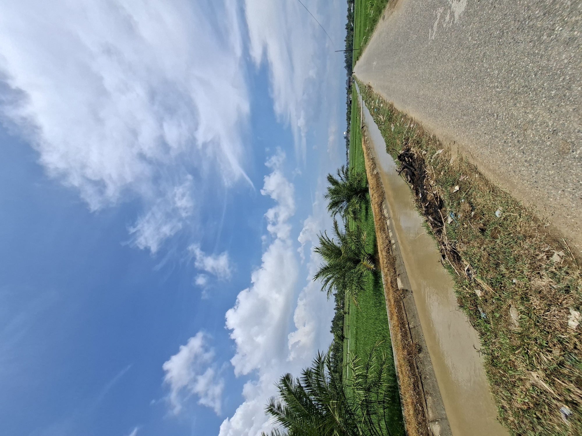 The image depicts a paved road running through a rural landscape with lush green rice paddies on either side. A narrow, muddy irrigation canal runs parallel to the road on the left, lined with grass and some debris. In the foreground, several palm trees are visible. The sky is bright blue with scattered white clouds. In the distance, along the horizon, there are a few buildings, including what appears to be a white dome structure, possibly a mosque, suggesting the location is near a village or settlement. The scene is characteristic of a tropical, agricultural region. The presence of the road and canal suggests infrastructure for transportation and irrigation common in areas like Cutneuheun, Indonesia, which is known for its rice farming. There are no people or animals visible in the image, and no apparent actions or interactions taking place. The environment is natural and serene, with the road serving as the primary man-made element intruding on the landscape.