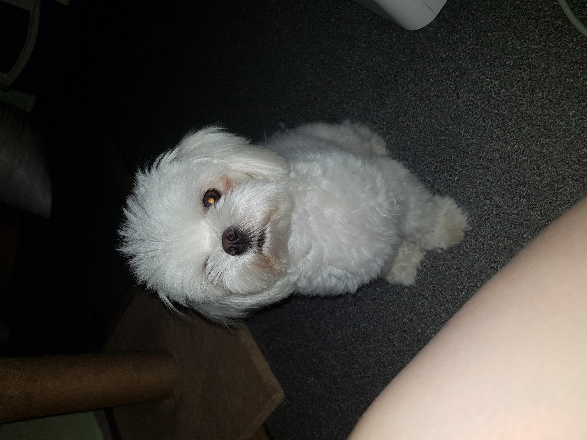 A small, white dog with long fur sits on a gray carpet. The dog has dark eyes and a black nose. A leg is visible on the right side of the frame. To the left of the dog, there's a brown, cylindrical object and a dark background.