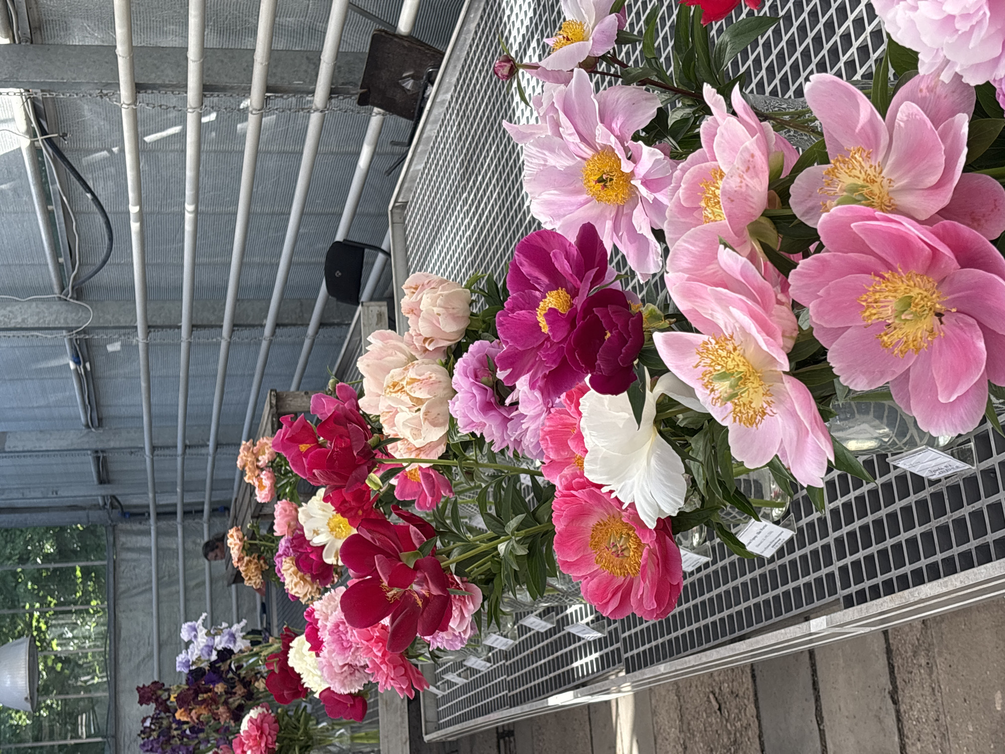 The image depicts a greenhouse with rows of peonies displayed on metal racks. The peonies are in various shades of pink, red, and white, with some irises also visible in the background. A person is partially visible in the background, seated at a wooden table. The greenhouse has a metal roof and walls, with sunlight filtering through. The image does not provide information about the specific location in Moscow, Russia.