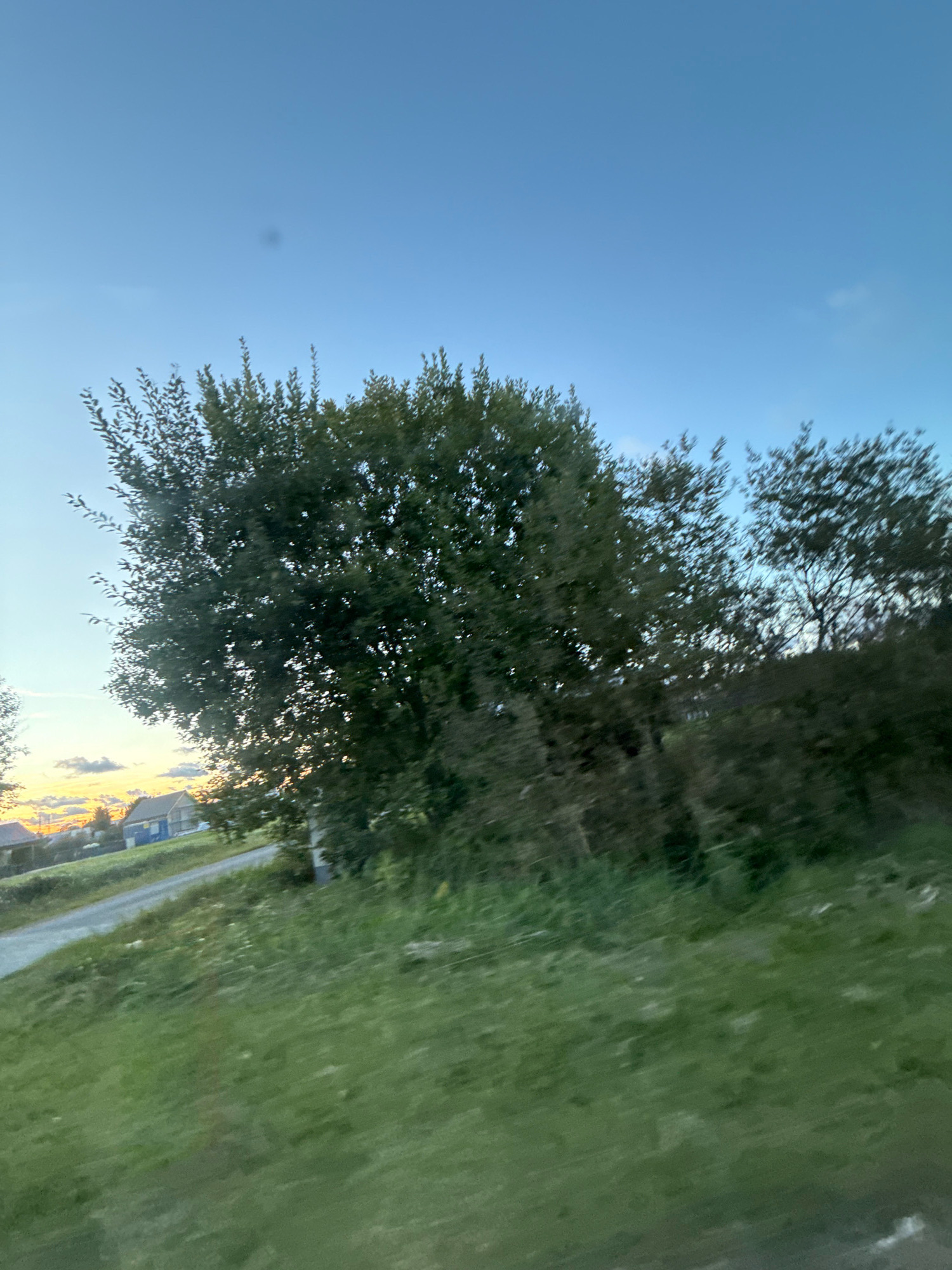 The image shows a rural scene in Alliku, Estonia, with a road winding through grassy terrain. The sky is clear and blue, with a hint of sunset colors on the horizon. Several trees with dense green foliage are visible, some obscuring a few small houses with blue and white siding. The foreground is a blurred expanse of green grass, suggesting movement or a tilted camera angle. The overall impression is that of a tranquil evening in the Estonian countryside.