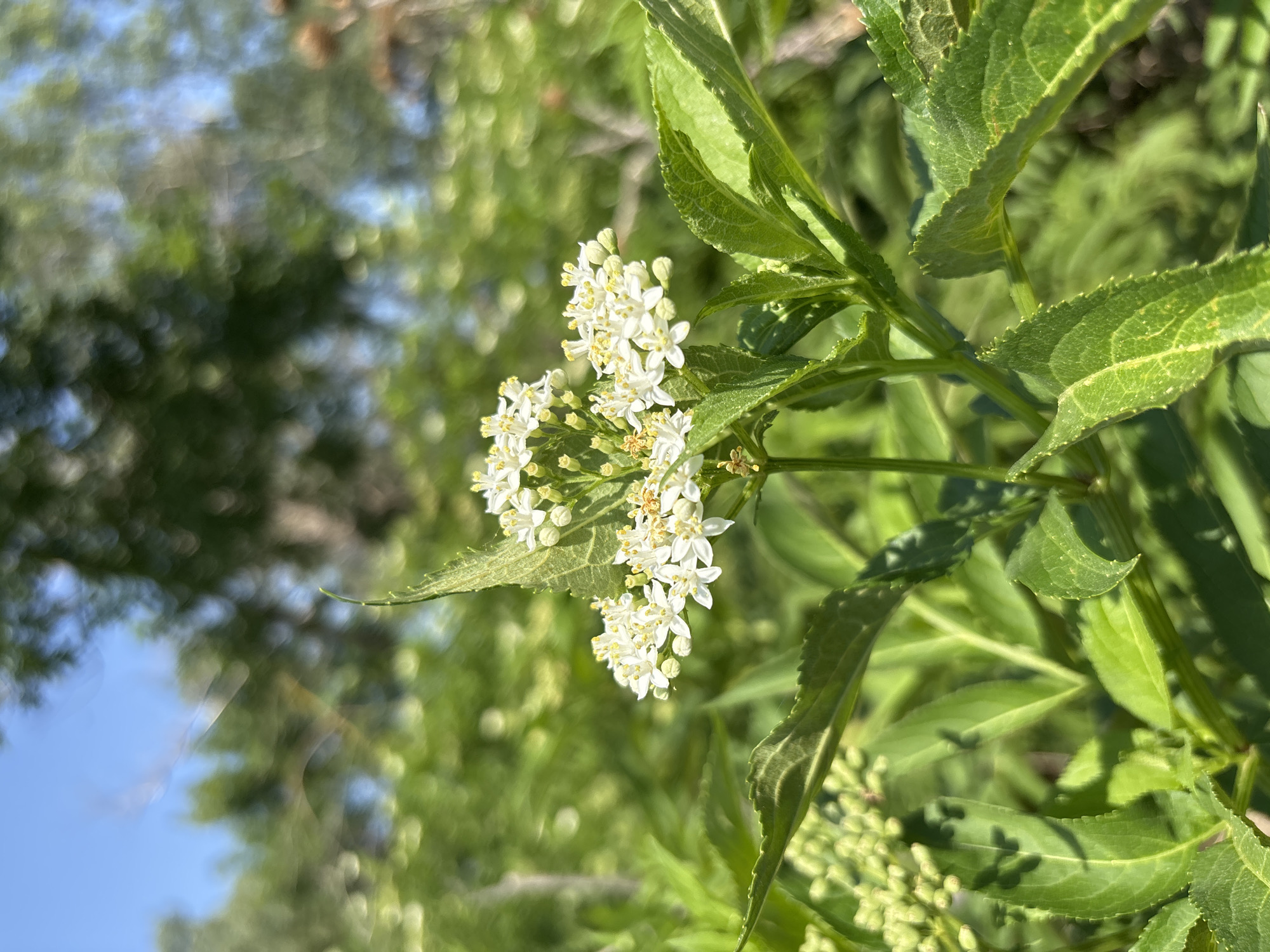 A close-up shot focuses on a cluster of small white flowers with yellow stamens, possibly elderflowers, blooming on a green plant. The flowers are in the foreground, with lush green foliage surrounding them. The background is blurred, showing more greenery and a hint of blue sky, suggesting an outdoor, natural setting. The image was taken in Arkhipovskoye, Russia.
