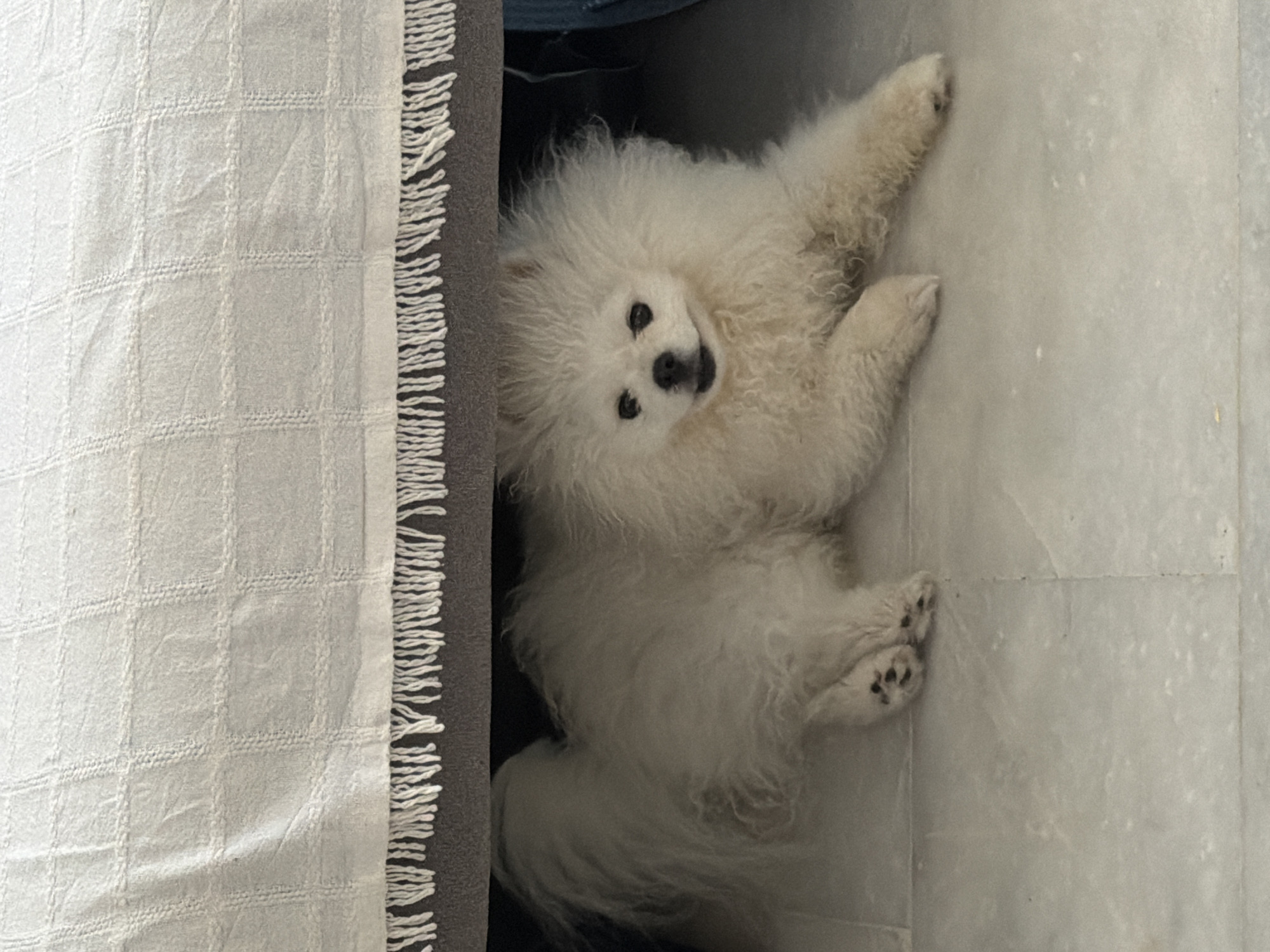An off-white Pomeranian dog is lying on a light gray tiled floor, partially underneath a bed or sofa with a white, fringed blanket. The dog is facing the camera with its head and front paws visible. Its fur is fluffy and appears light beige or cream-colored. The dog's eyes are dark, and its mouth is slightly open, giving it a happy expression. The background is dark, suggesting the dog is in a shaded area. The floor tiles are square and have a subtle marble-like pattern. The blanket draped over the furniture has a woven texture and is decorated with a fringe of white threads along the bottom edge. The image does not provide any information about its location in Marmaris, Turkey.