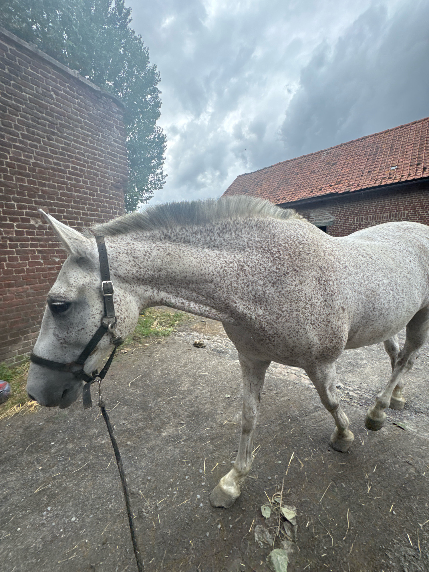 An overcast day in Estaimpuis, Belgium, with a grey, mottled horse standing in a paved area between a brick building with a tiled roof and another brick wall. The horse is wearing a black halter with a lead rope. The ground is rough and appears to be a mixture of asphalt and dirt, with scattered straw and debris. A large tree with green foliage is visible behind the brick wall. The sky is filled with dark, heavy clouds, suggesting a storm may be approaching.