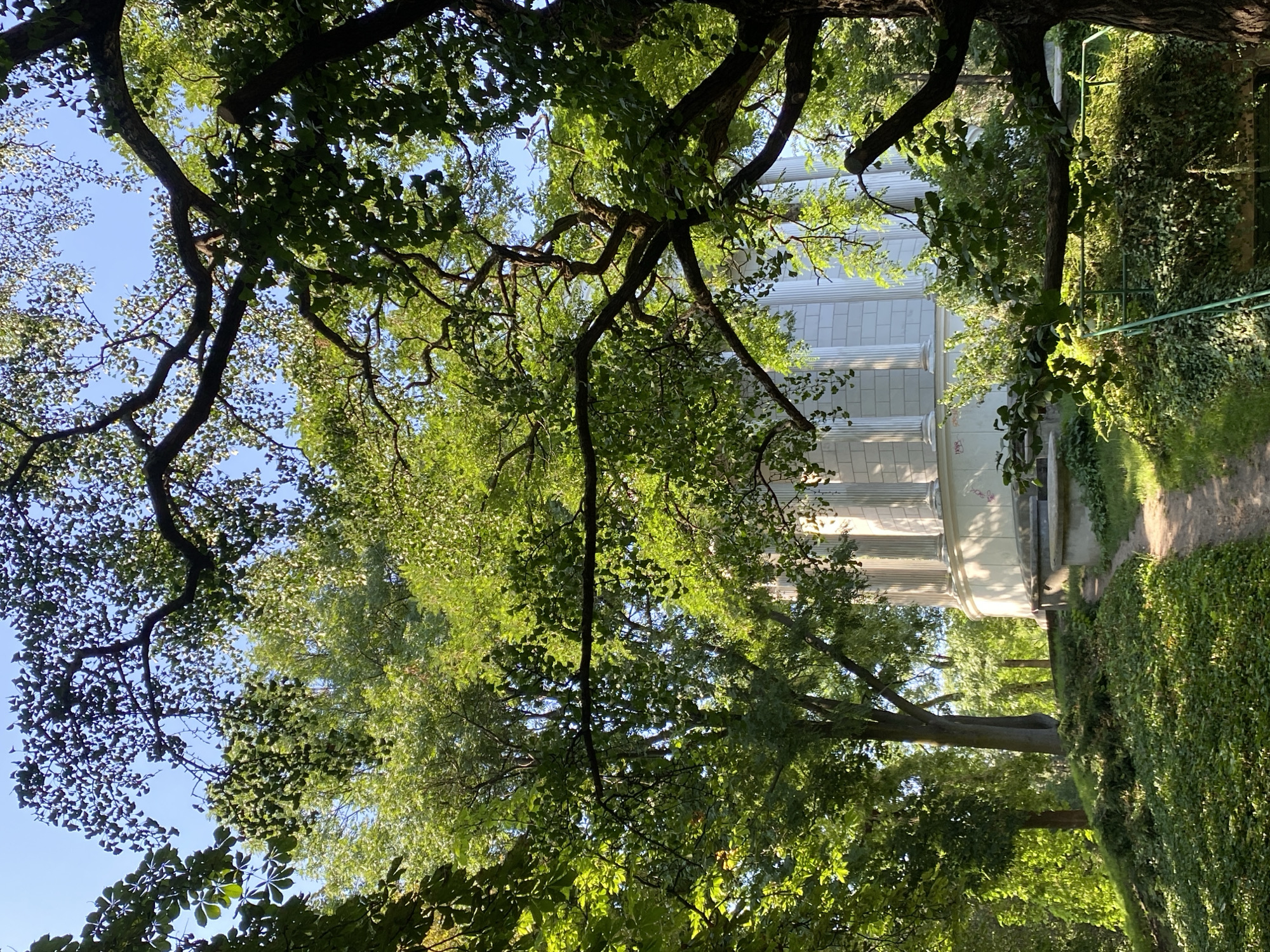 The image captures a view of the White Hall (Biały Pawilon) at the Łazienki Park in Warsaw, Poland. The building, characterized by its white facade and prominent columns, is partially obscured by the lush foliage of mature trees. The foreground features a winding dirt path leading uphill towards the structure, flanked by dense green ground cover. Sunlight filters through the leaves, creating a dappled effect on the scene. The sky above is a clear, bright blue, indicating fair weather conditions. There are no people or animals visible in the frame.